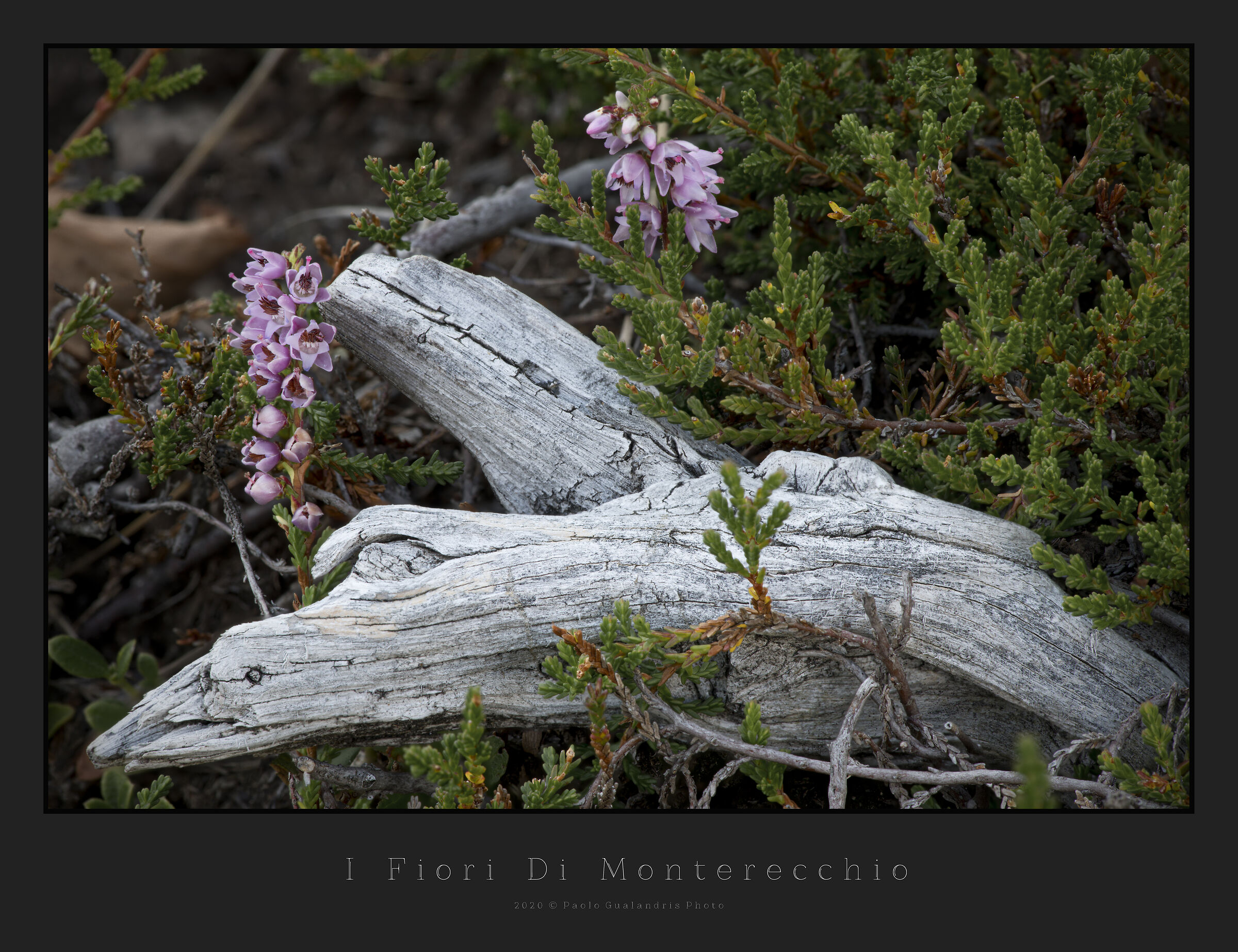 I Fiori Di Monterecchio