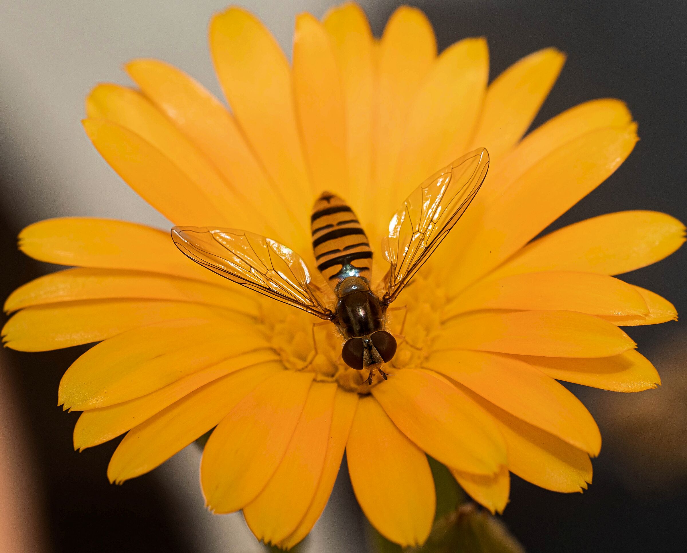 Sirfido-(Syrphidae) su calendula 4/09/2020