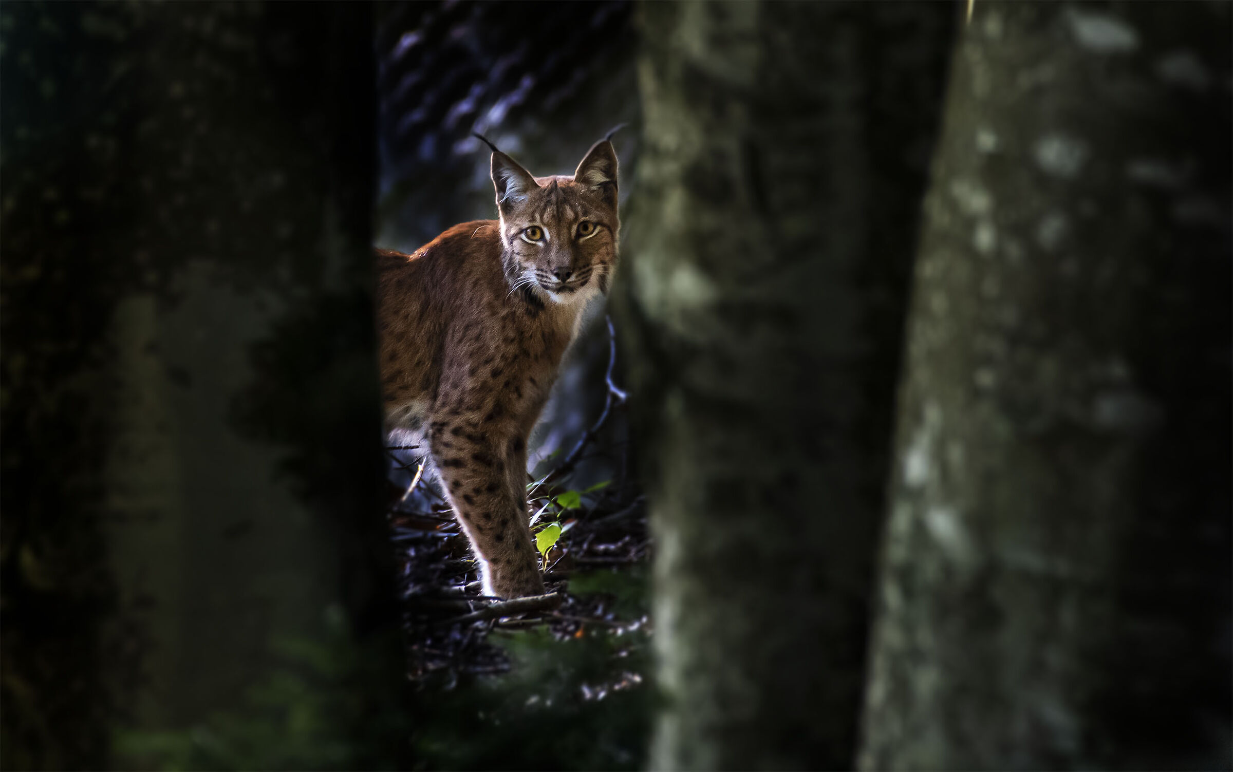 Lynx in the trees