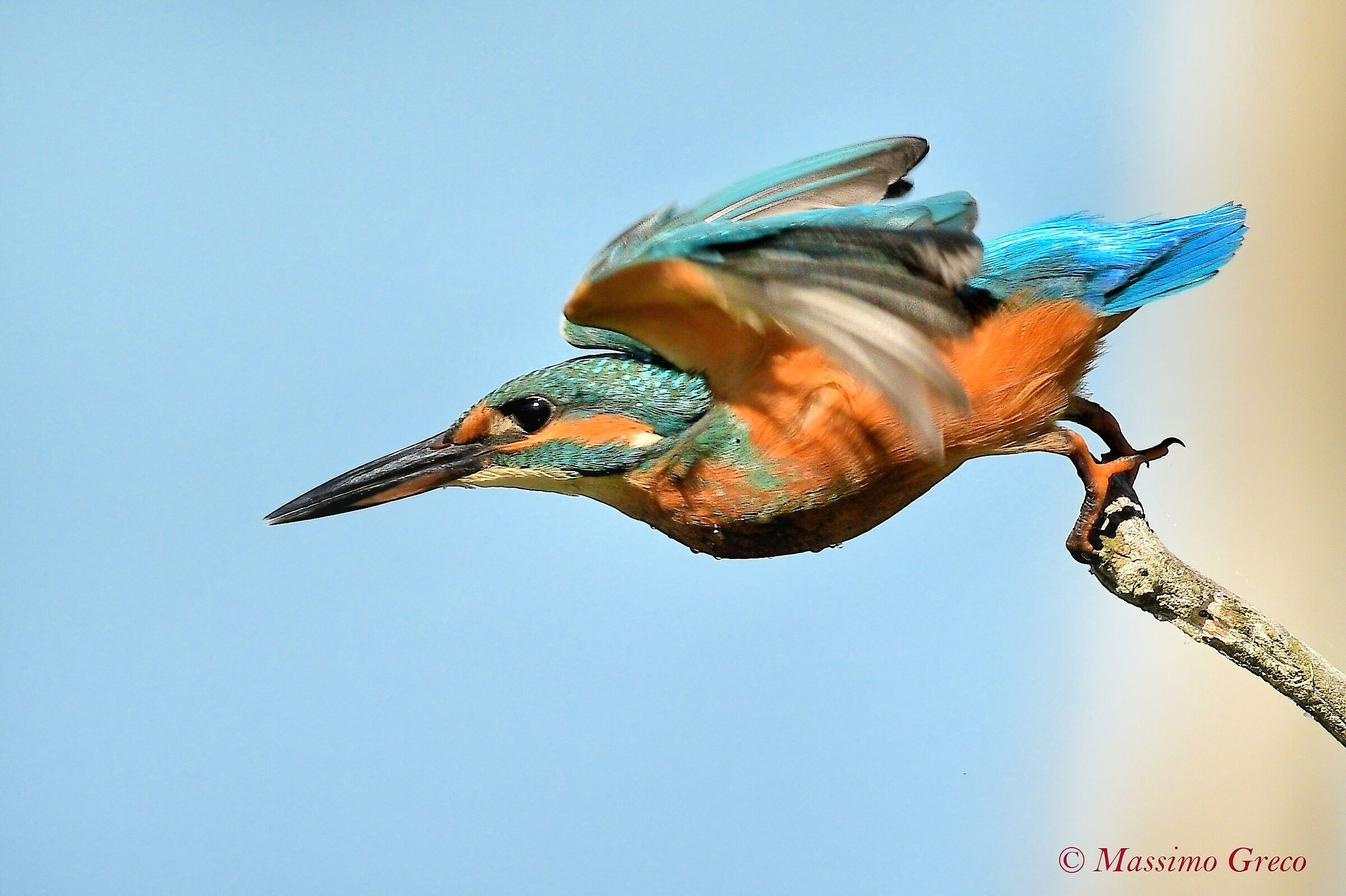 Fisherman's Martin at the Break