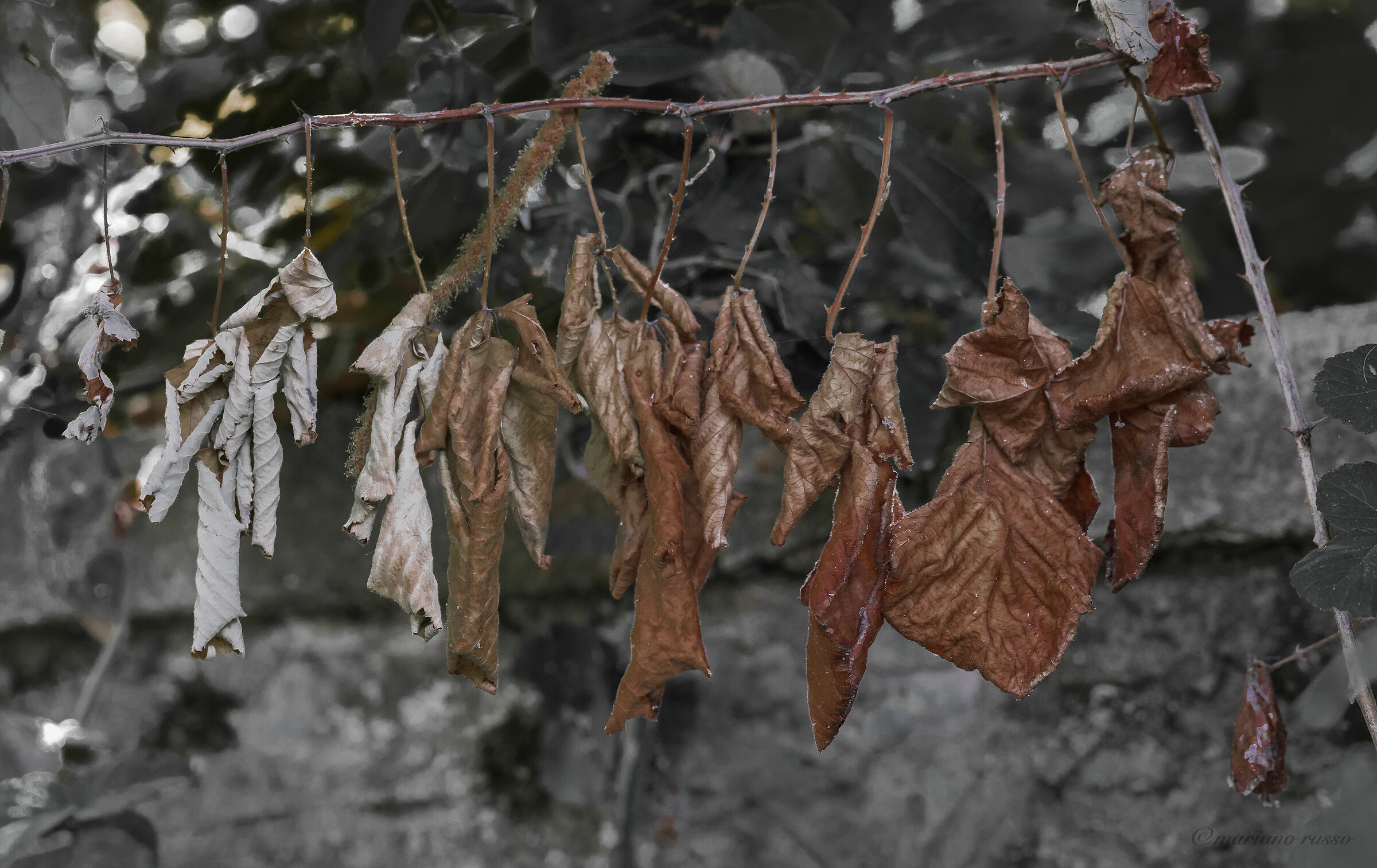 Hopes burned by Time