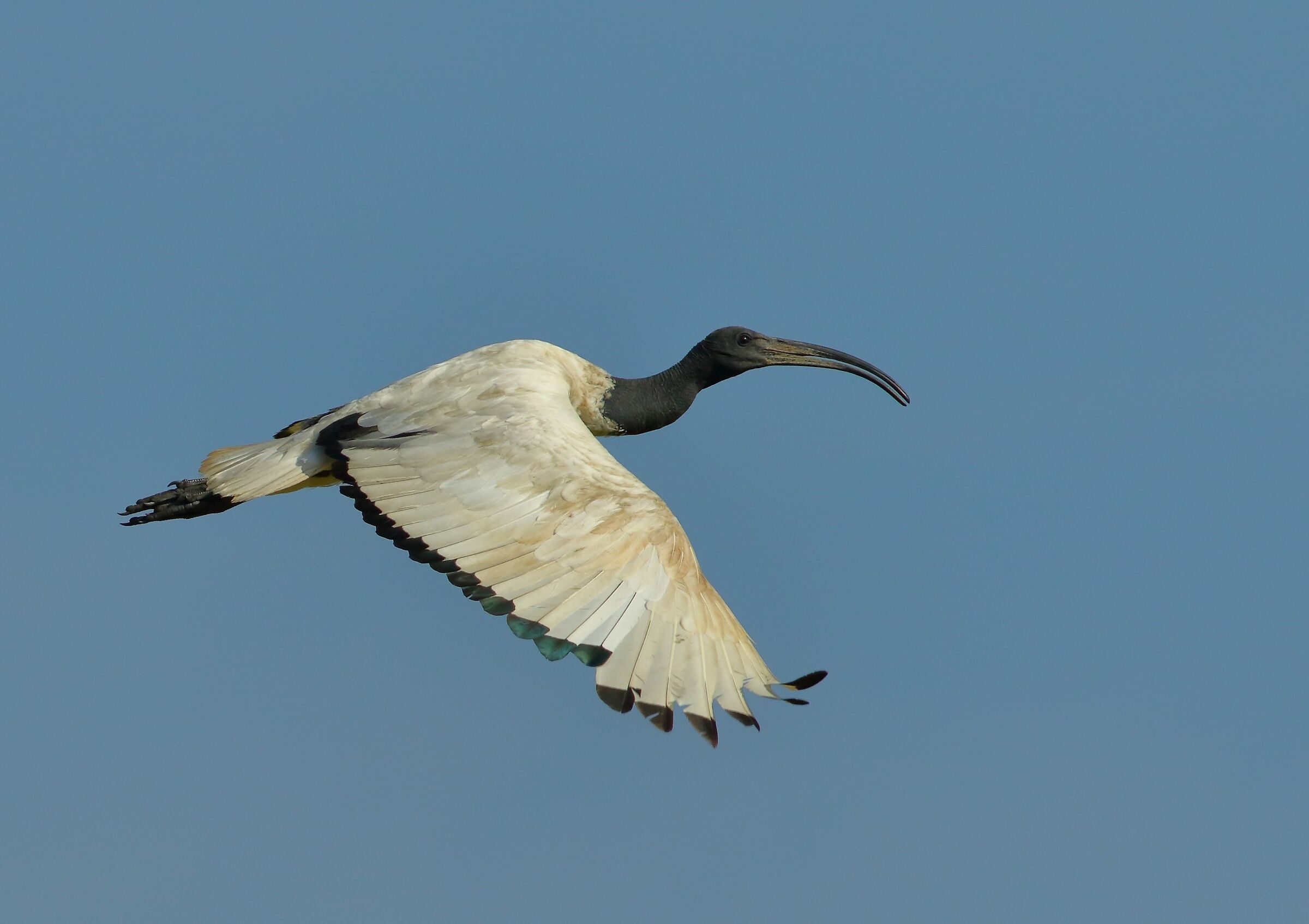 ibis sacro