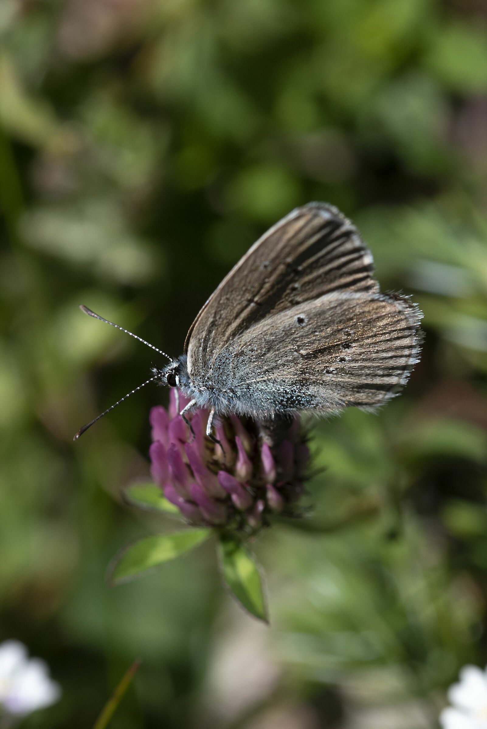 Cyaniris semiargus