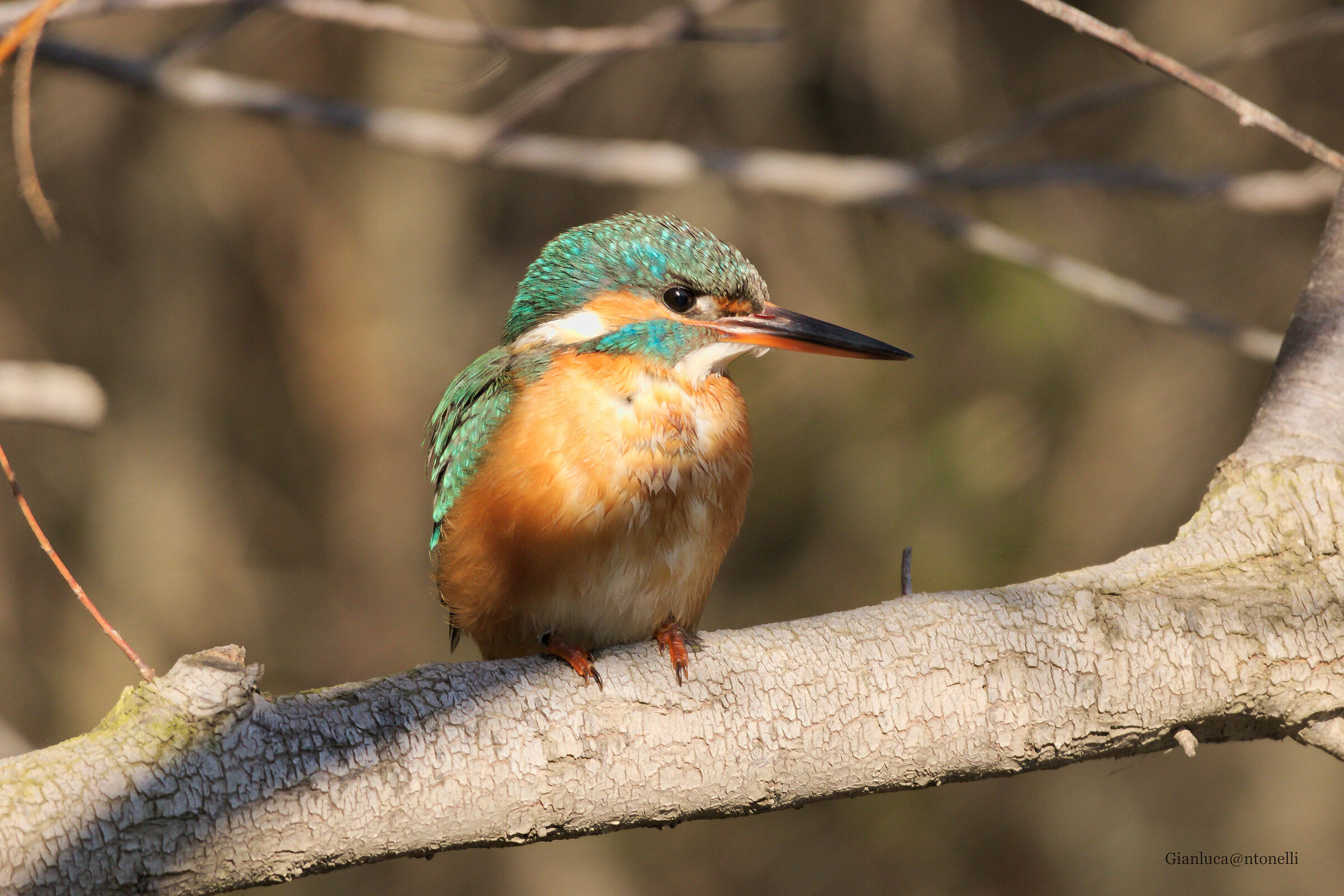 Martin Fisher (female)
