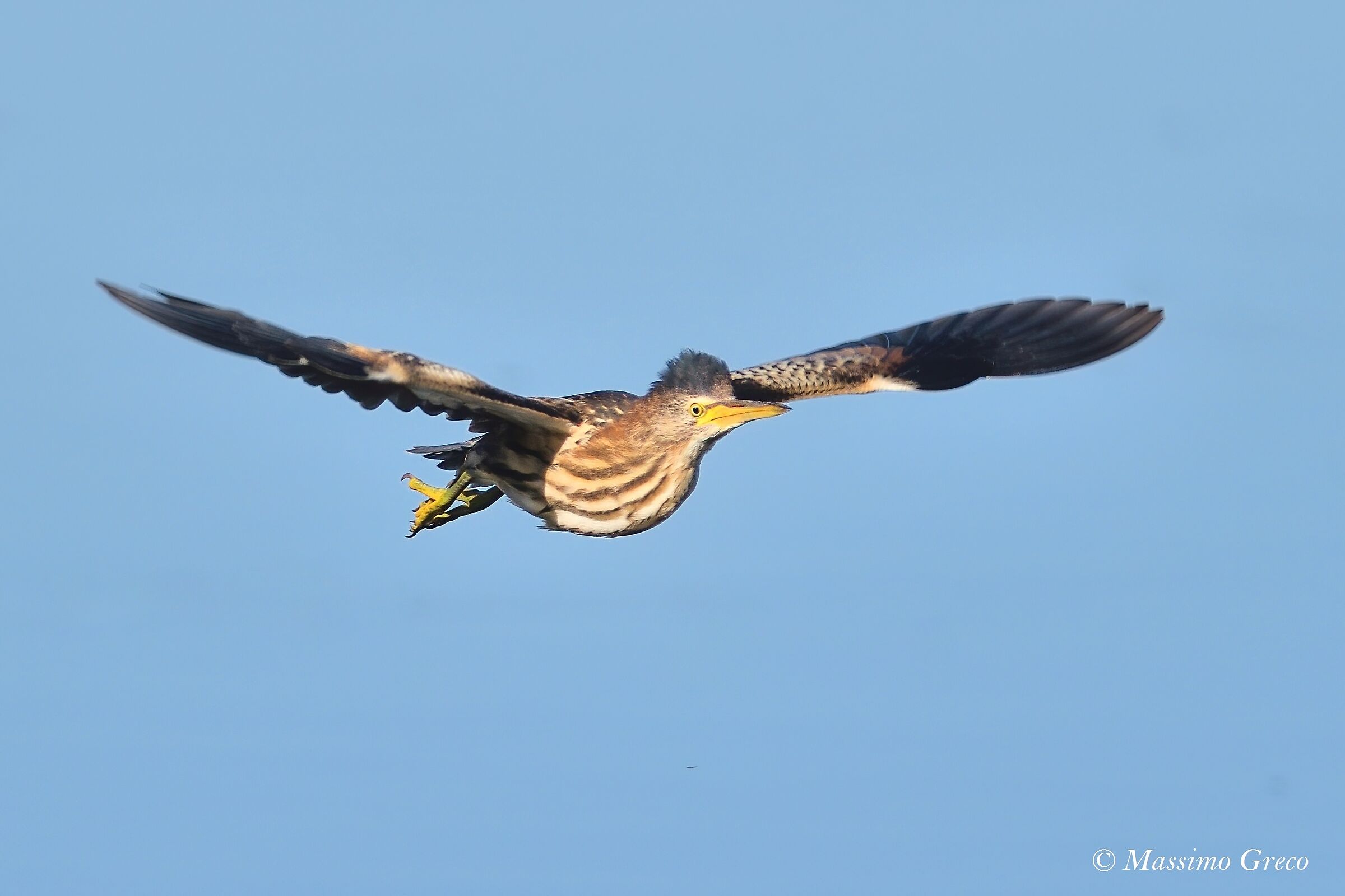 Tarabusino (Ixobrychus minutus)
