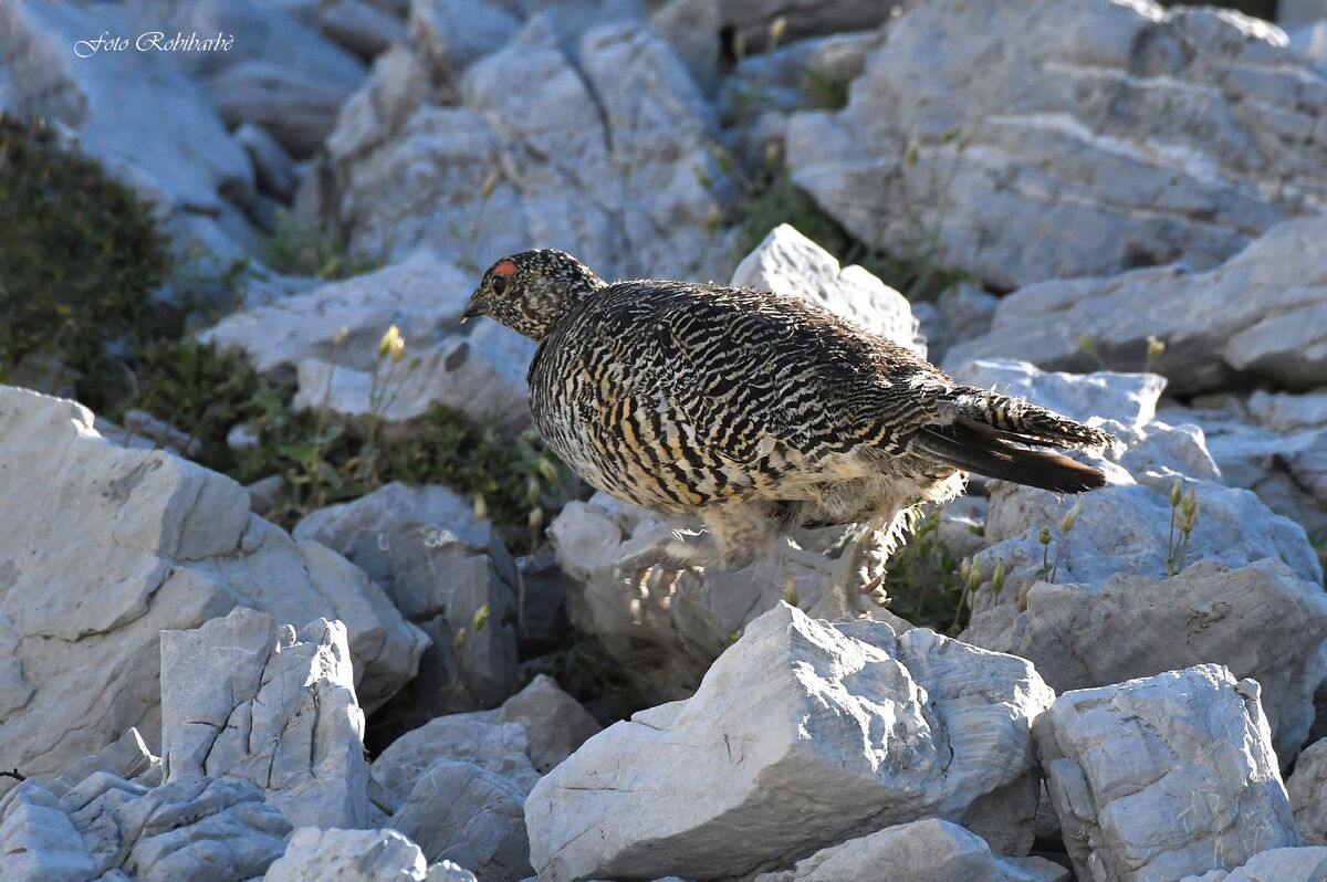 La Pernice in fuga...