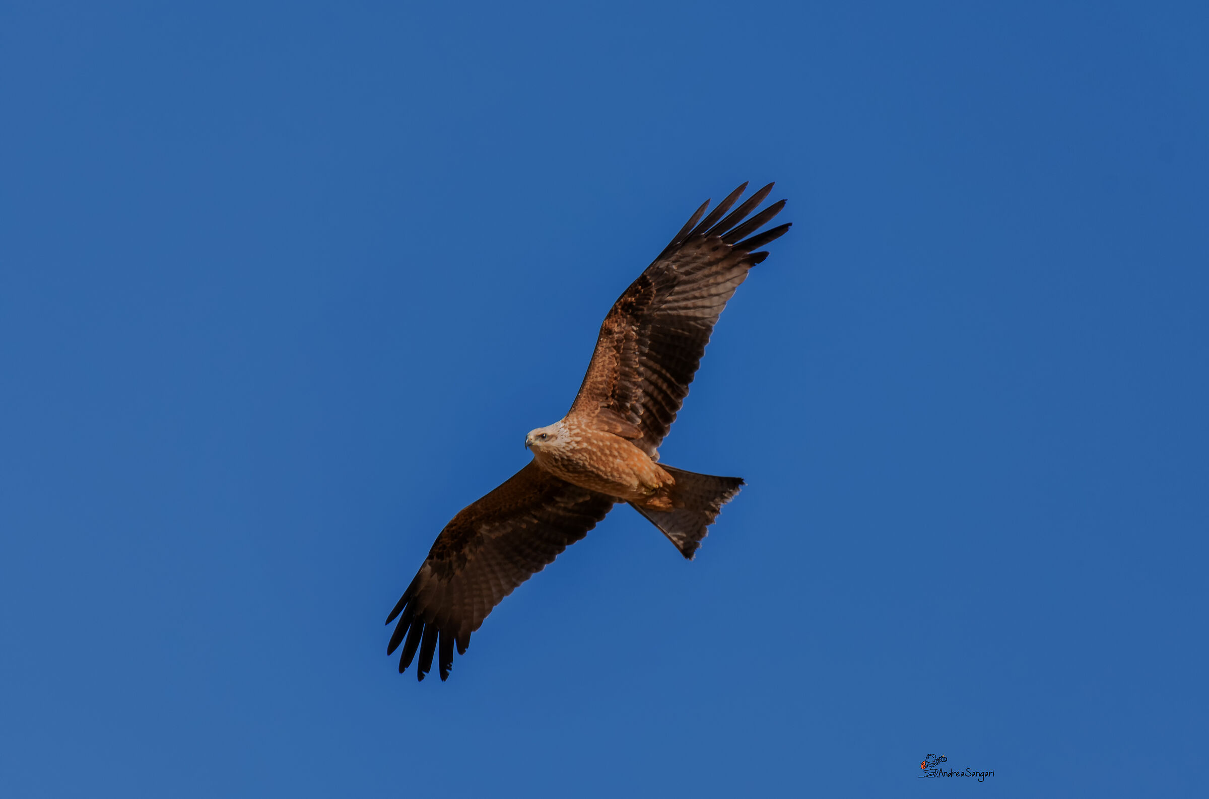 Sulla rotta del nibbio reale
