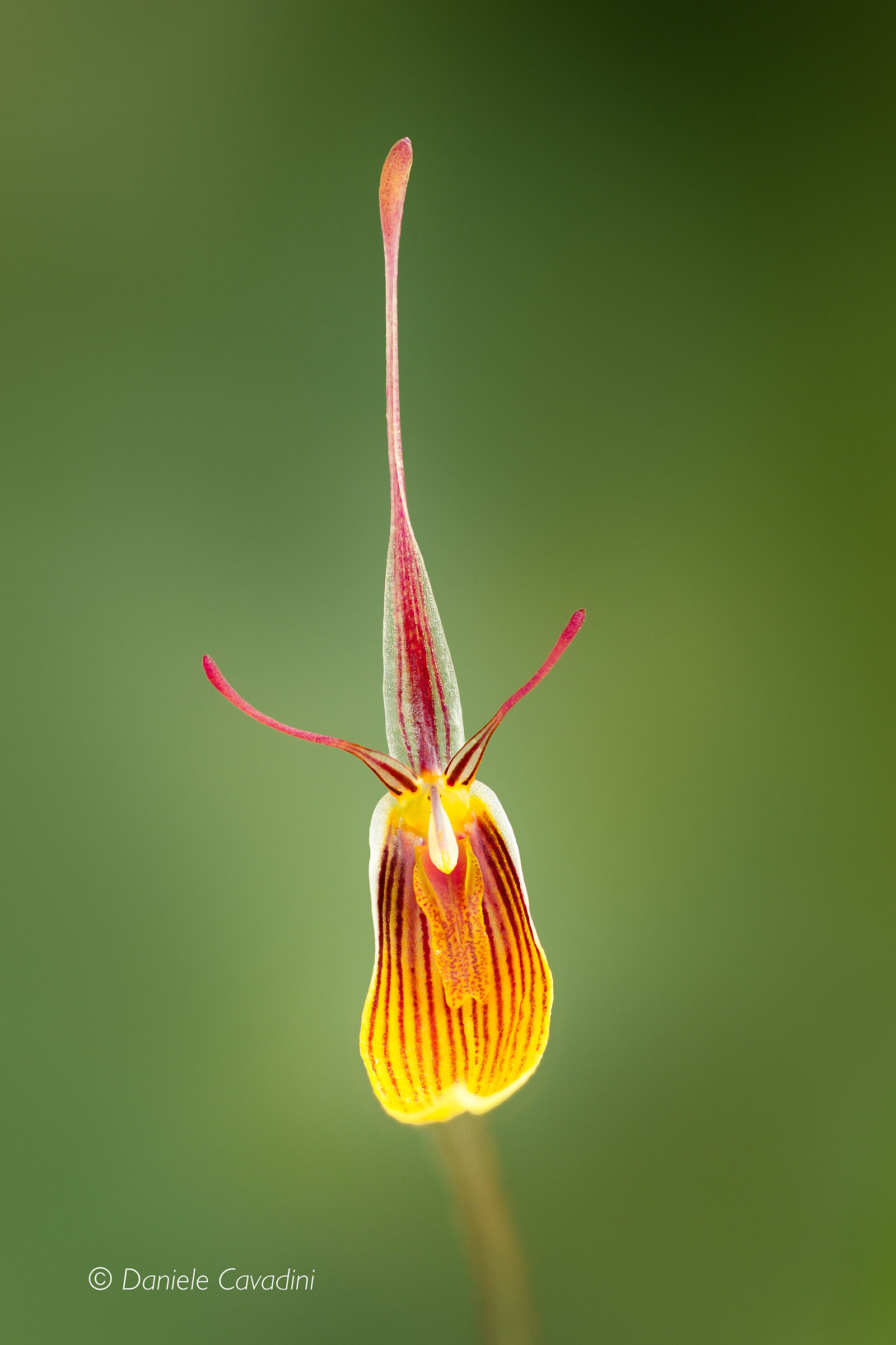 Restrepia cfr striata