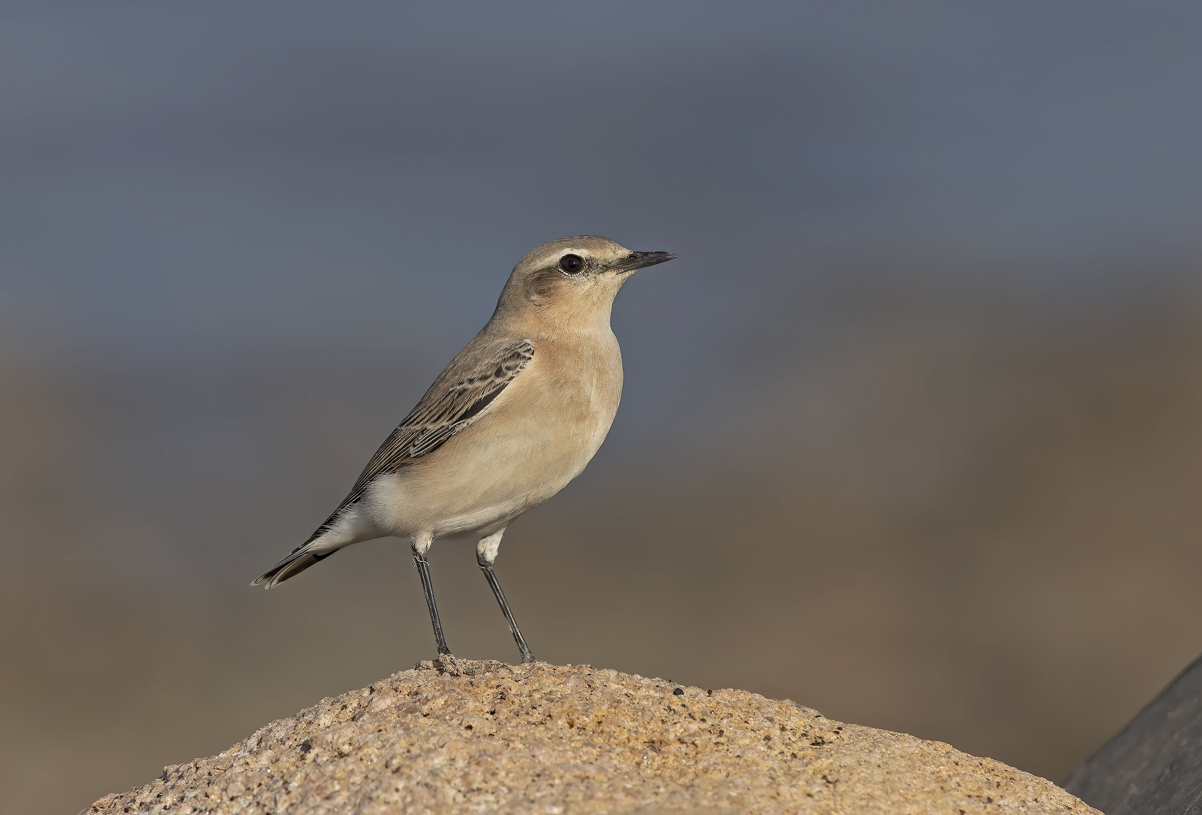 culbian /oenanthe oenanthe)