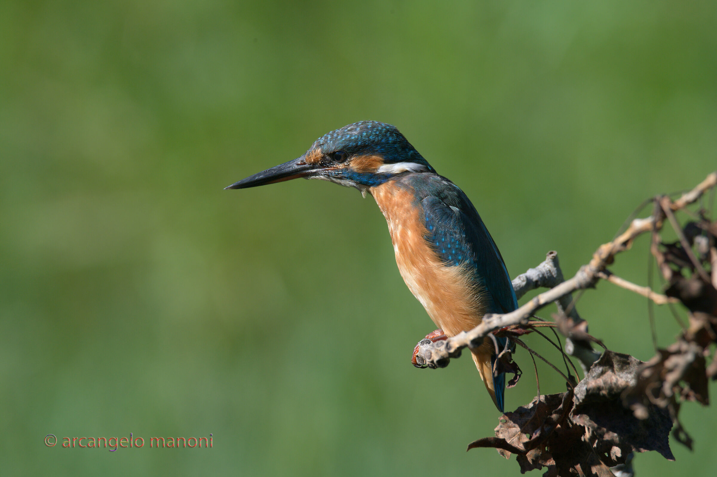 The martina on the dry