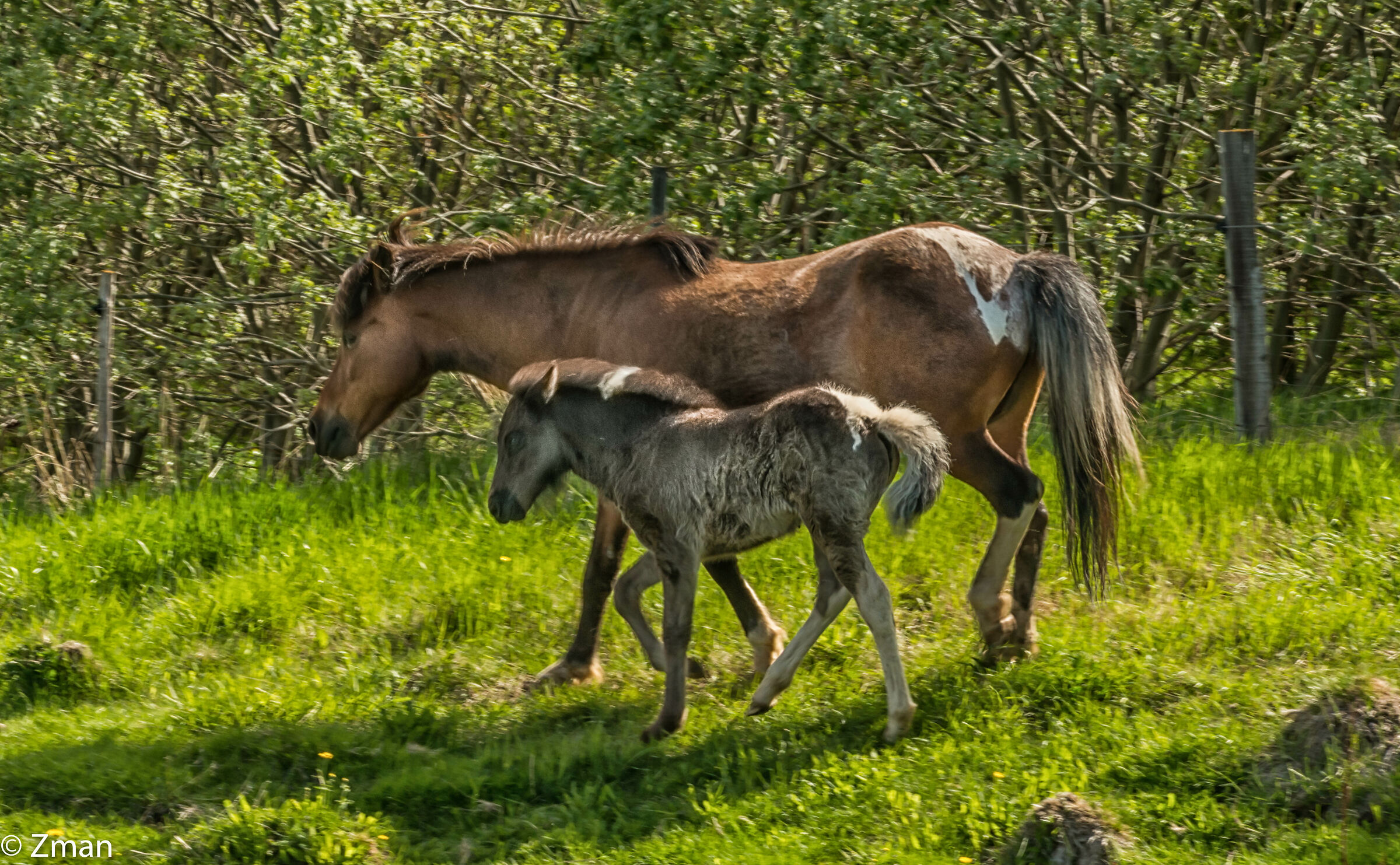 The Icelandic Horse