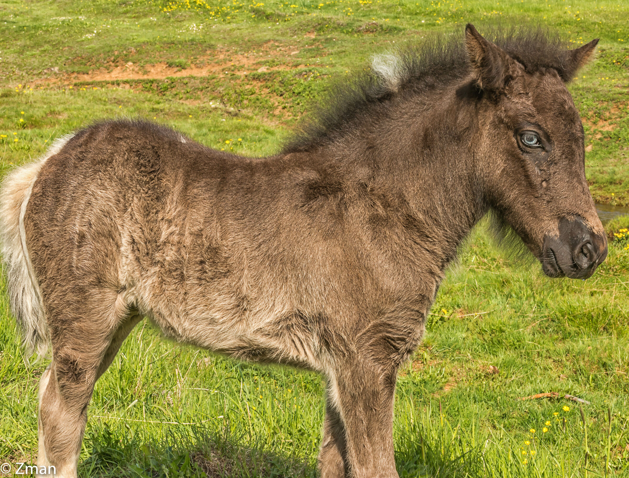 The Icelandic Horse