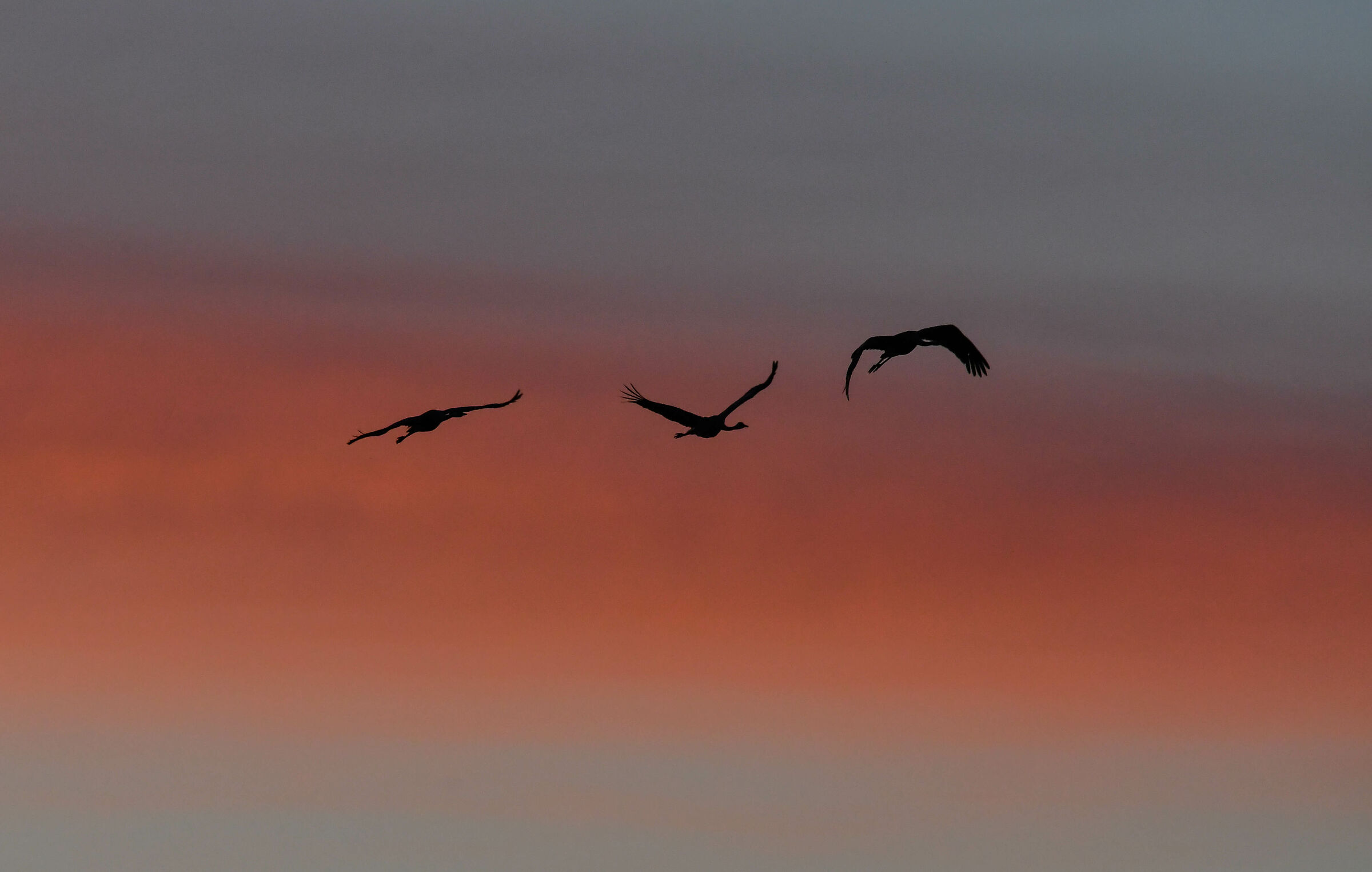 The cranes at 5.30 a.m.