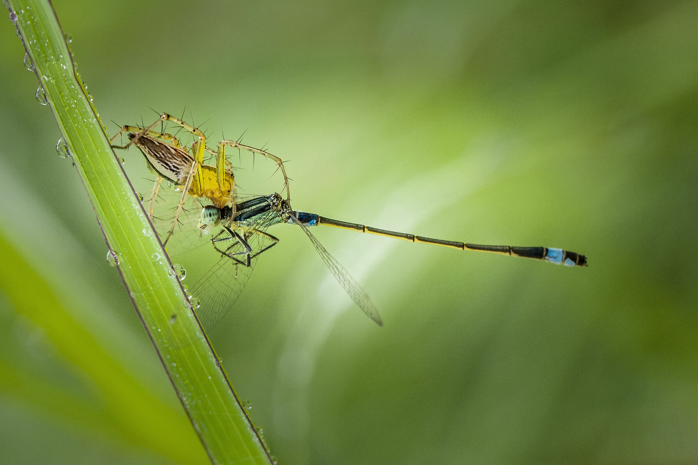 Lynx spider with a Damsel fly kill