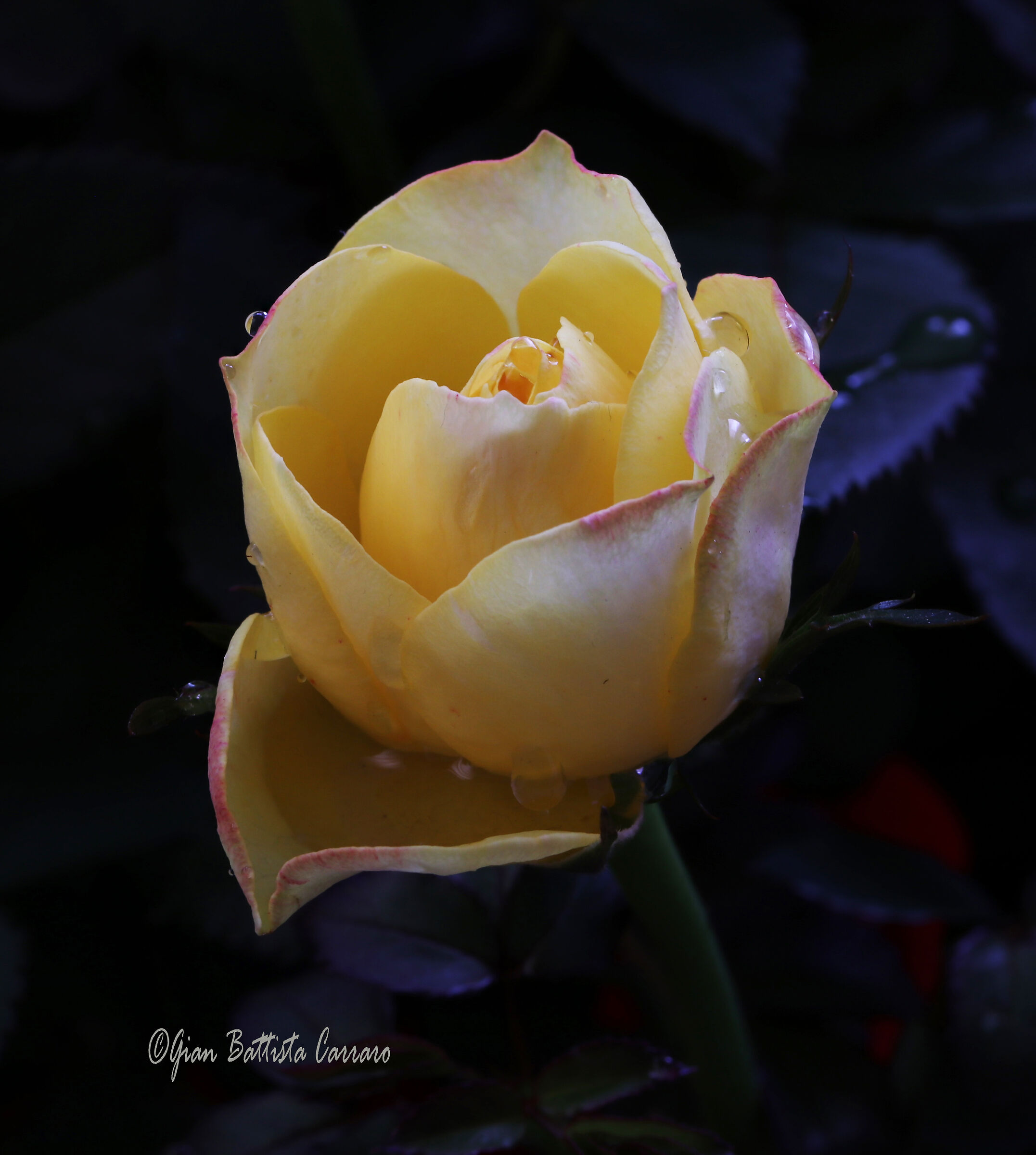 A ROSE OF THE EVENING