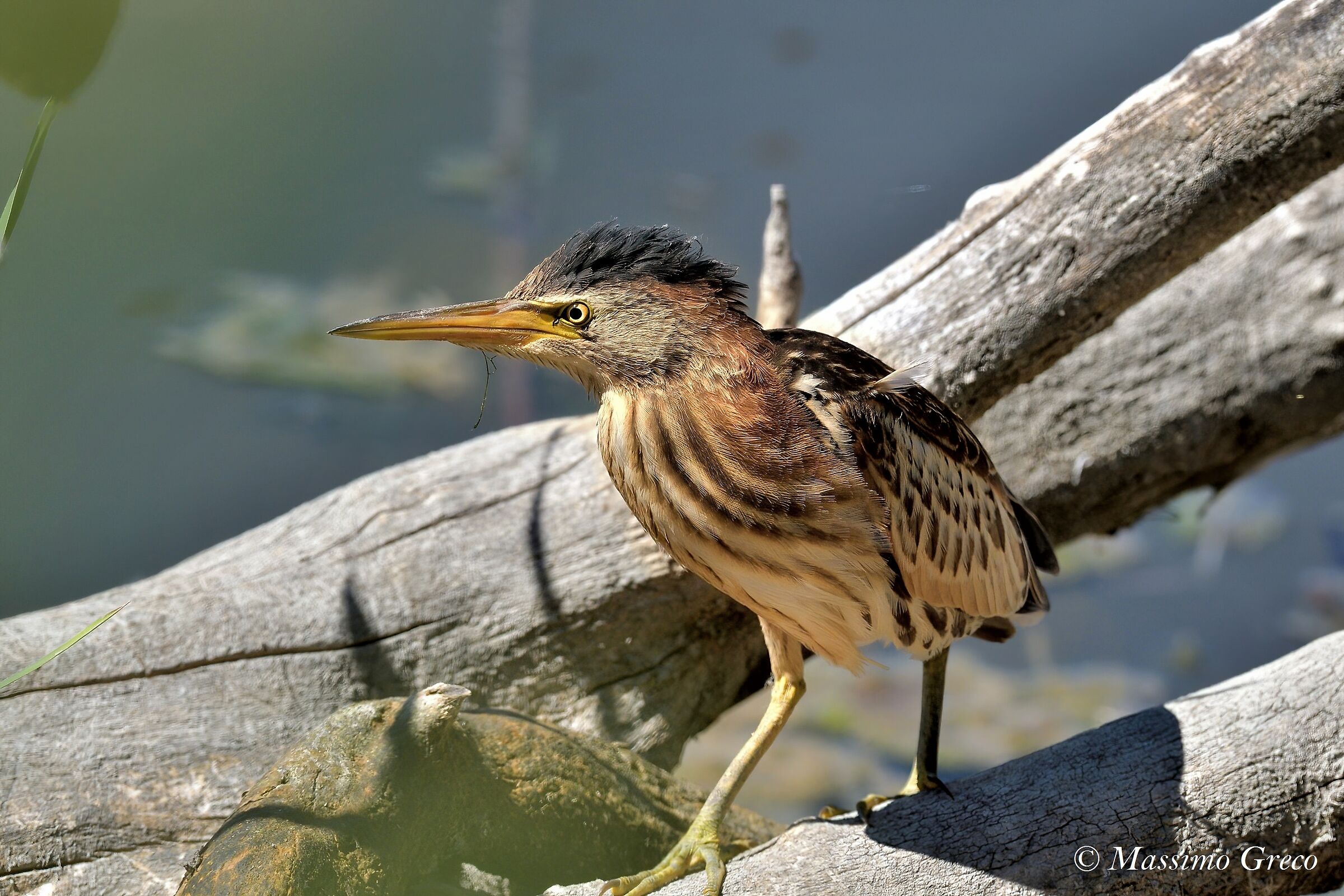 Giovane Tarabusino (Ixobrychus minutus)