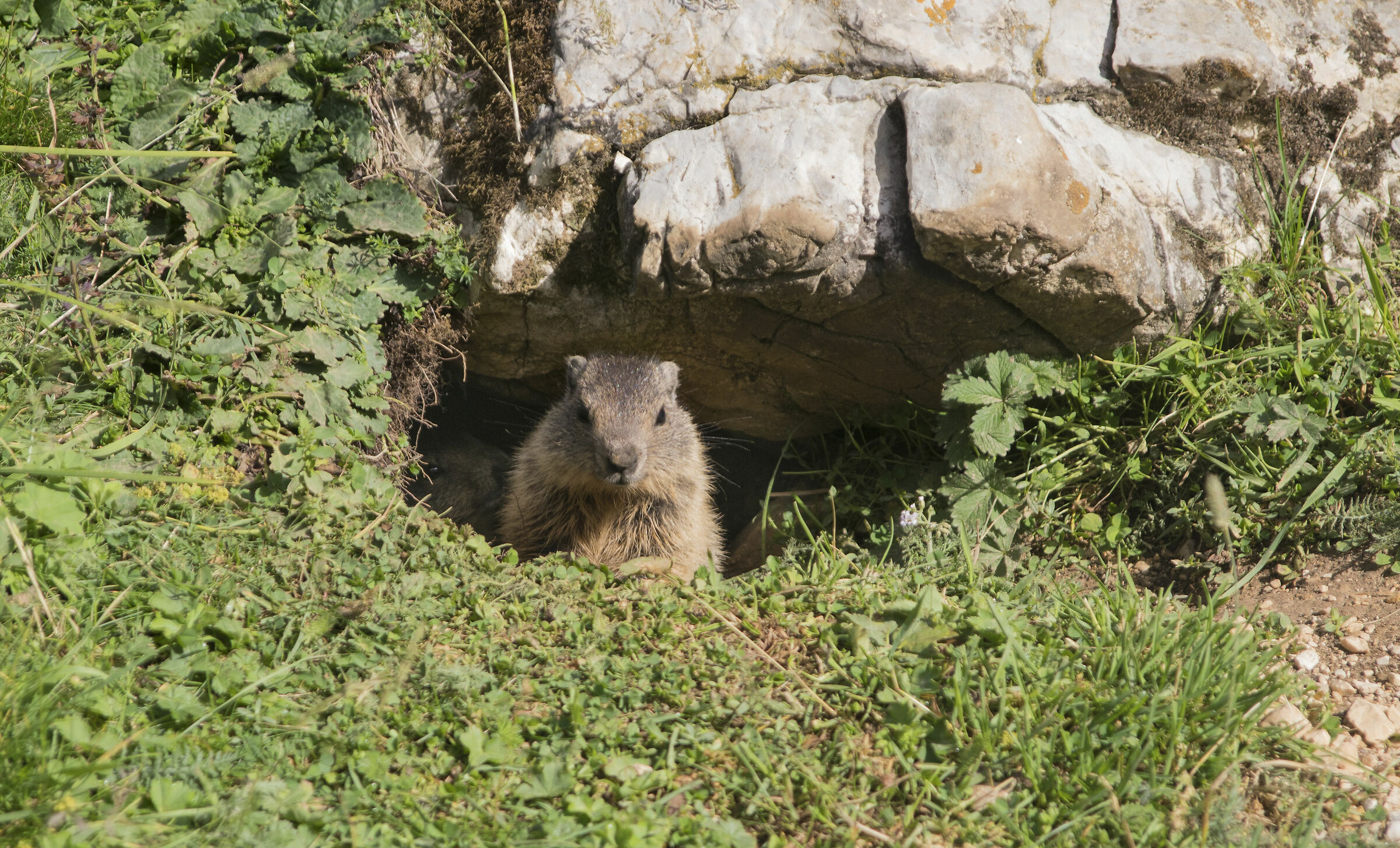 Curious marmots