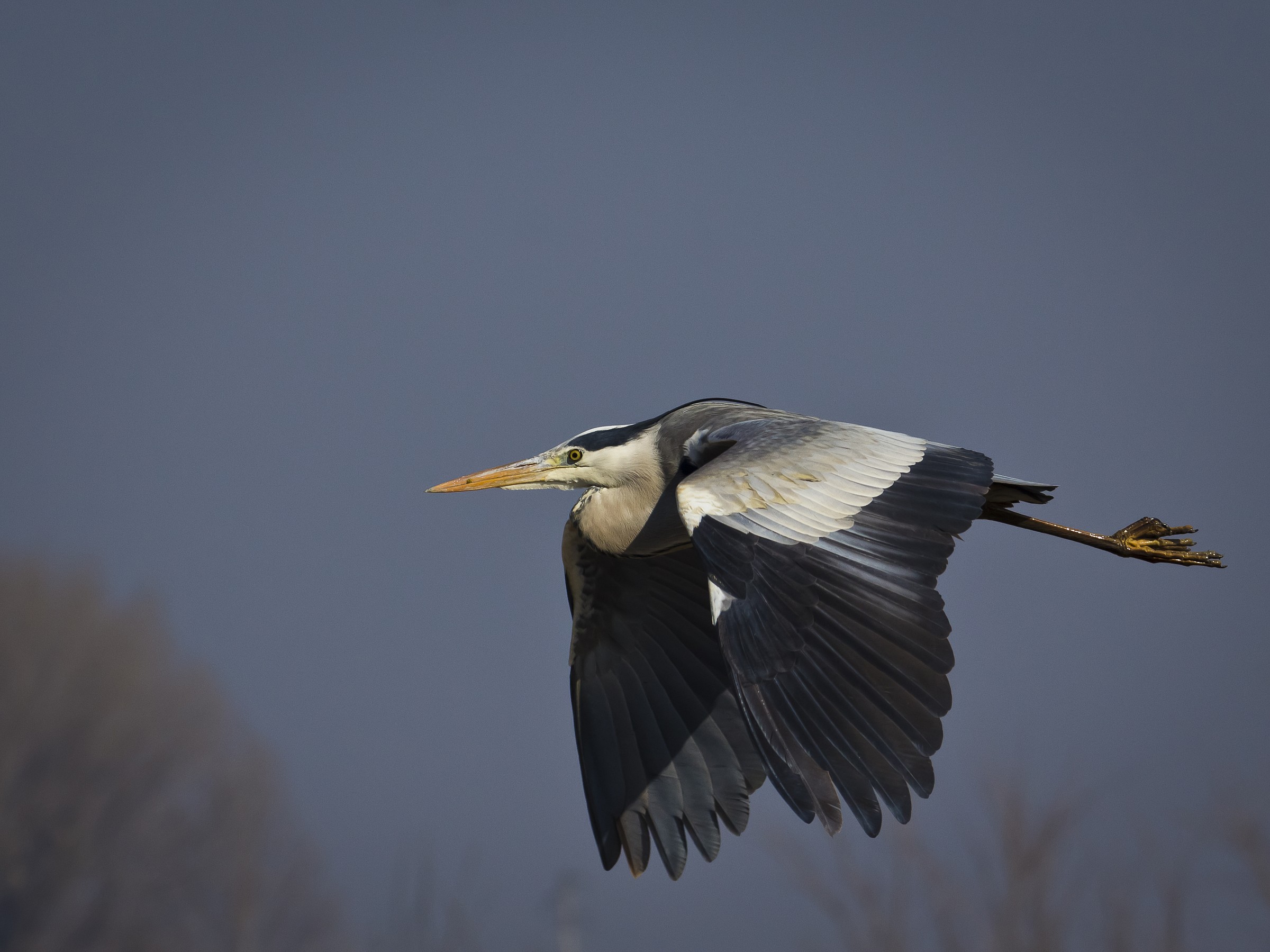 Heron in flight