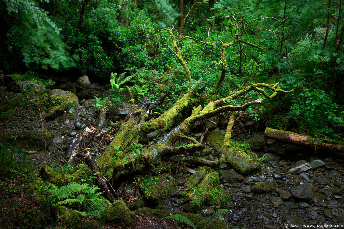 Killarney National Park, 010044