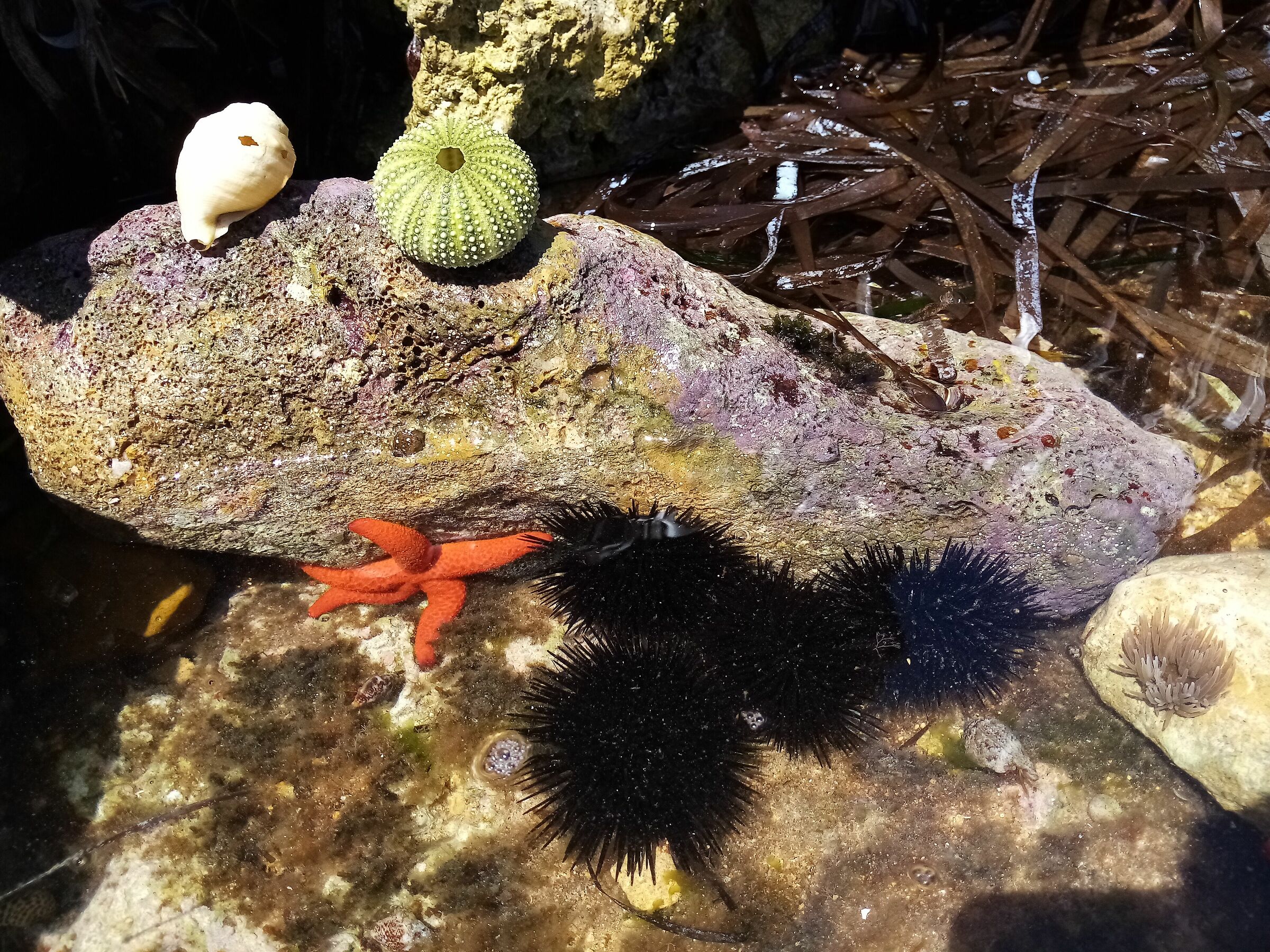 Ricci e stelle marine