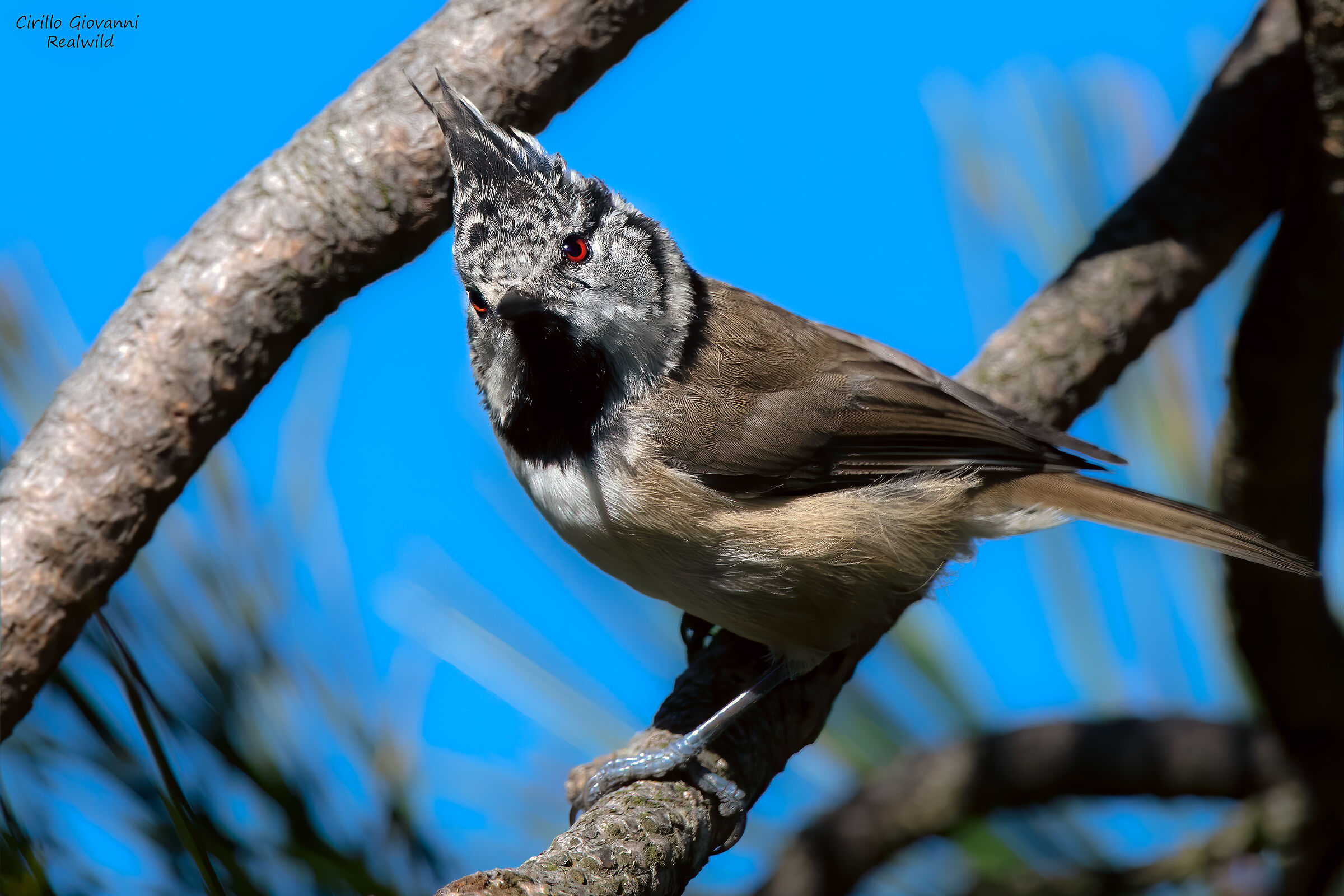 tincncia from the tuft