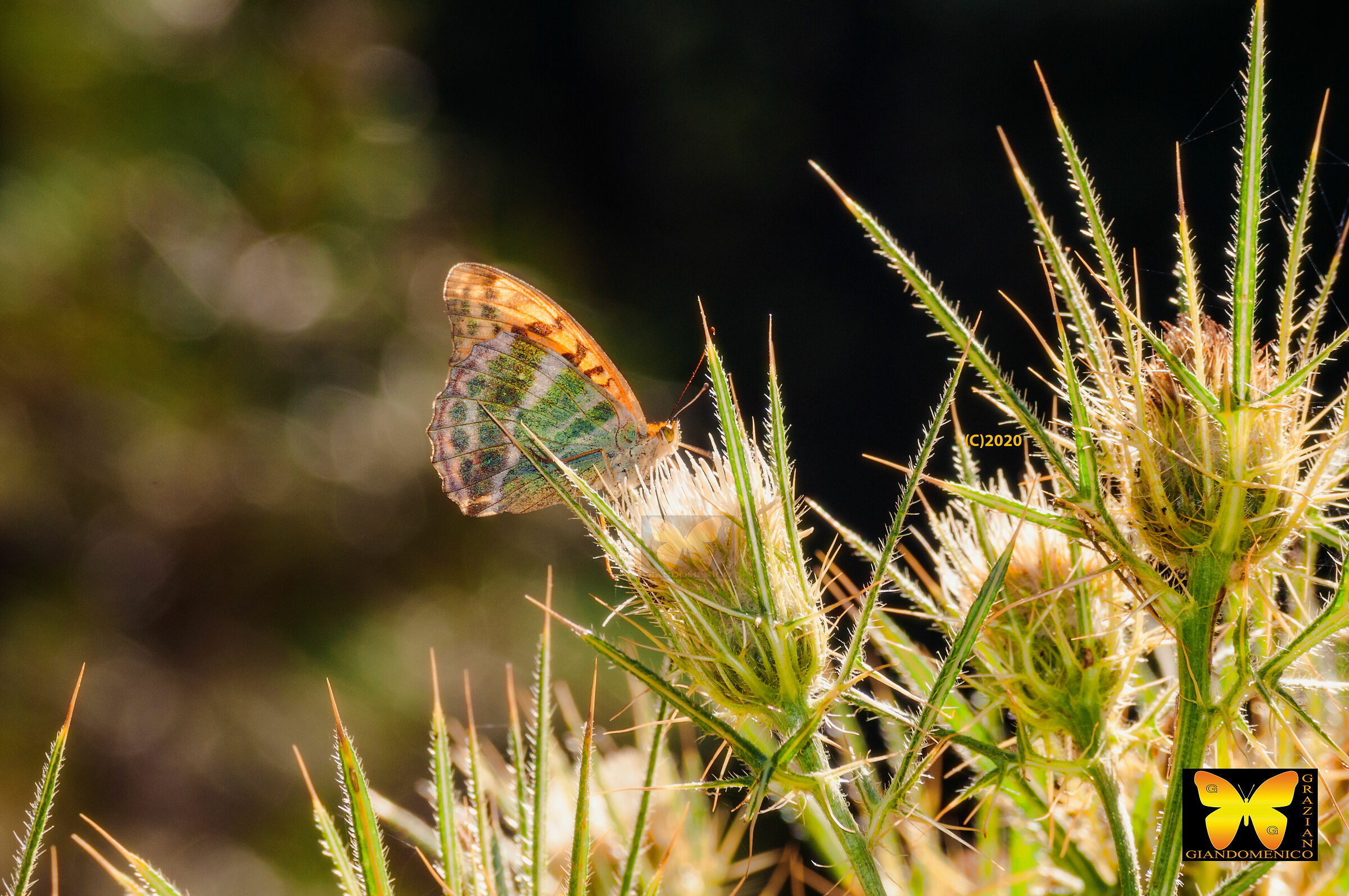 inseguendo le farfalle dopo la grigliata di ferragosto.