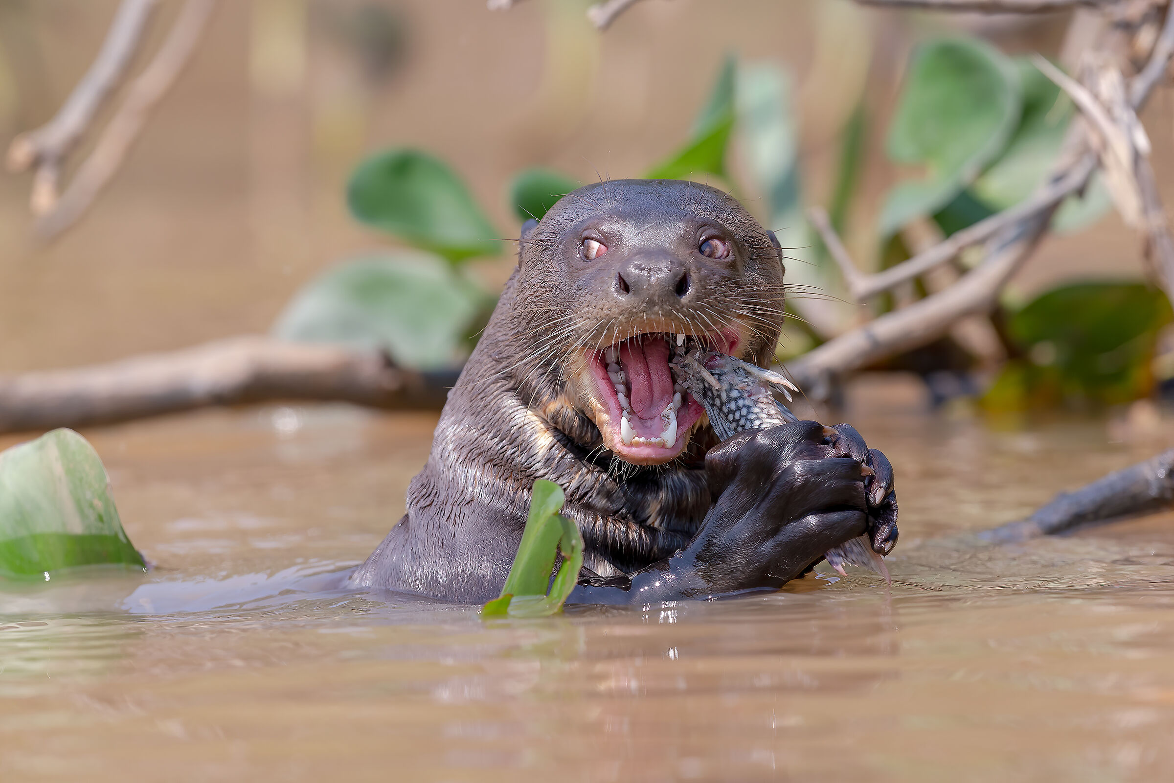 Giant otter