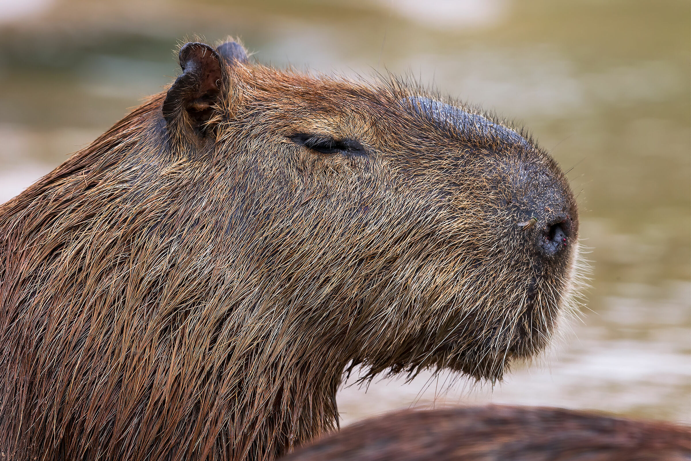 Capibara's portrait