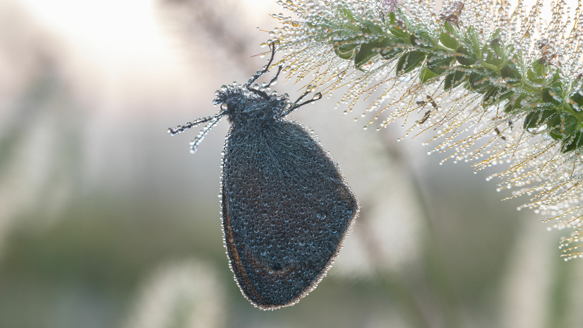 il vestito di rugiada, controluce all'alba.