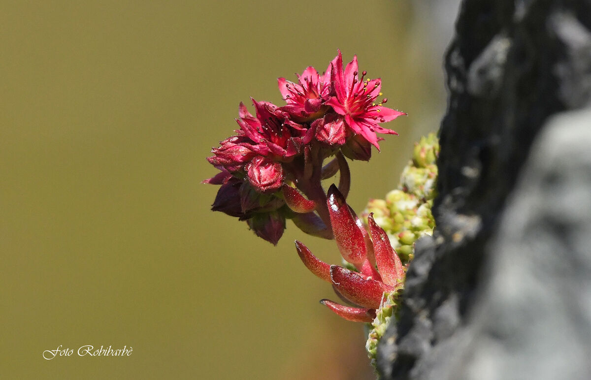Semprevivo in parete...