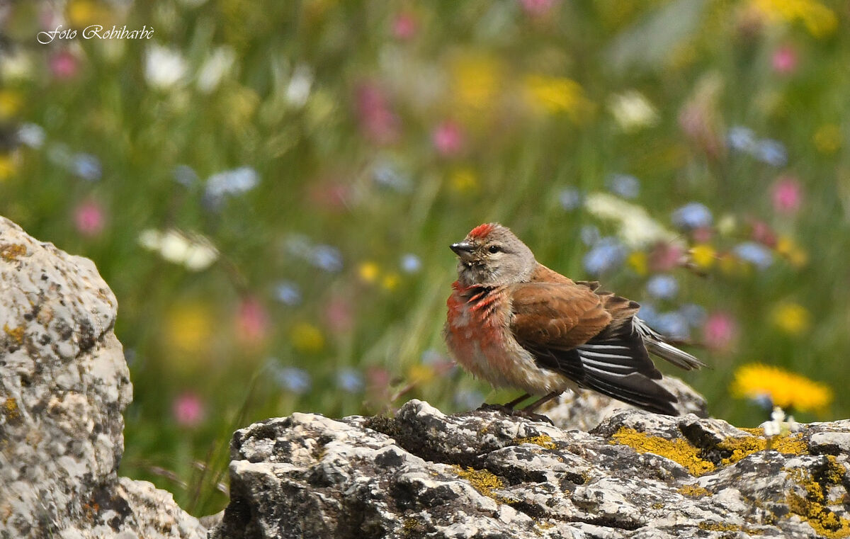 Fanello...multicolor...