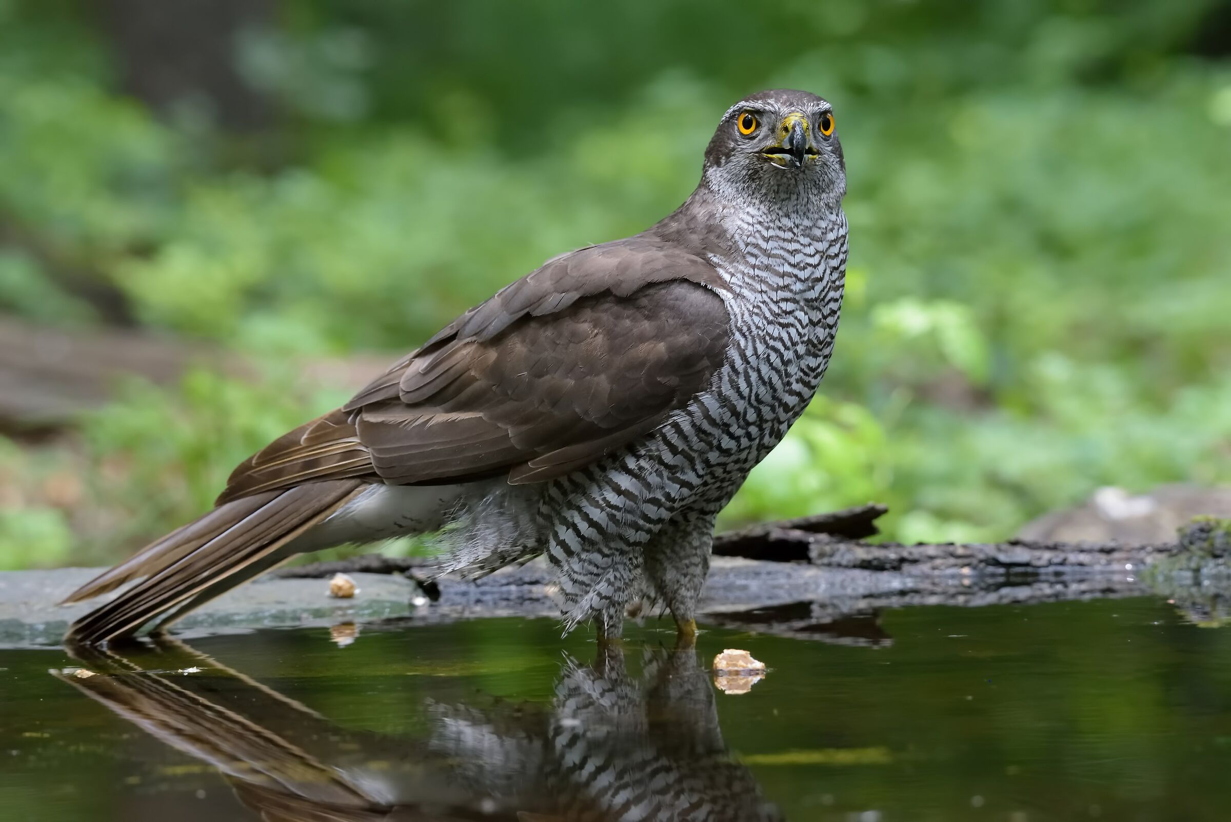 Goshawk settentrionale