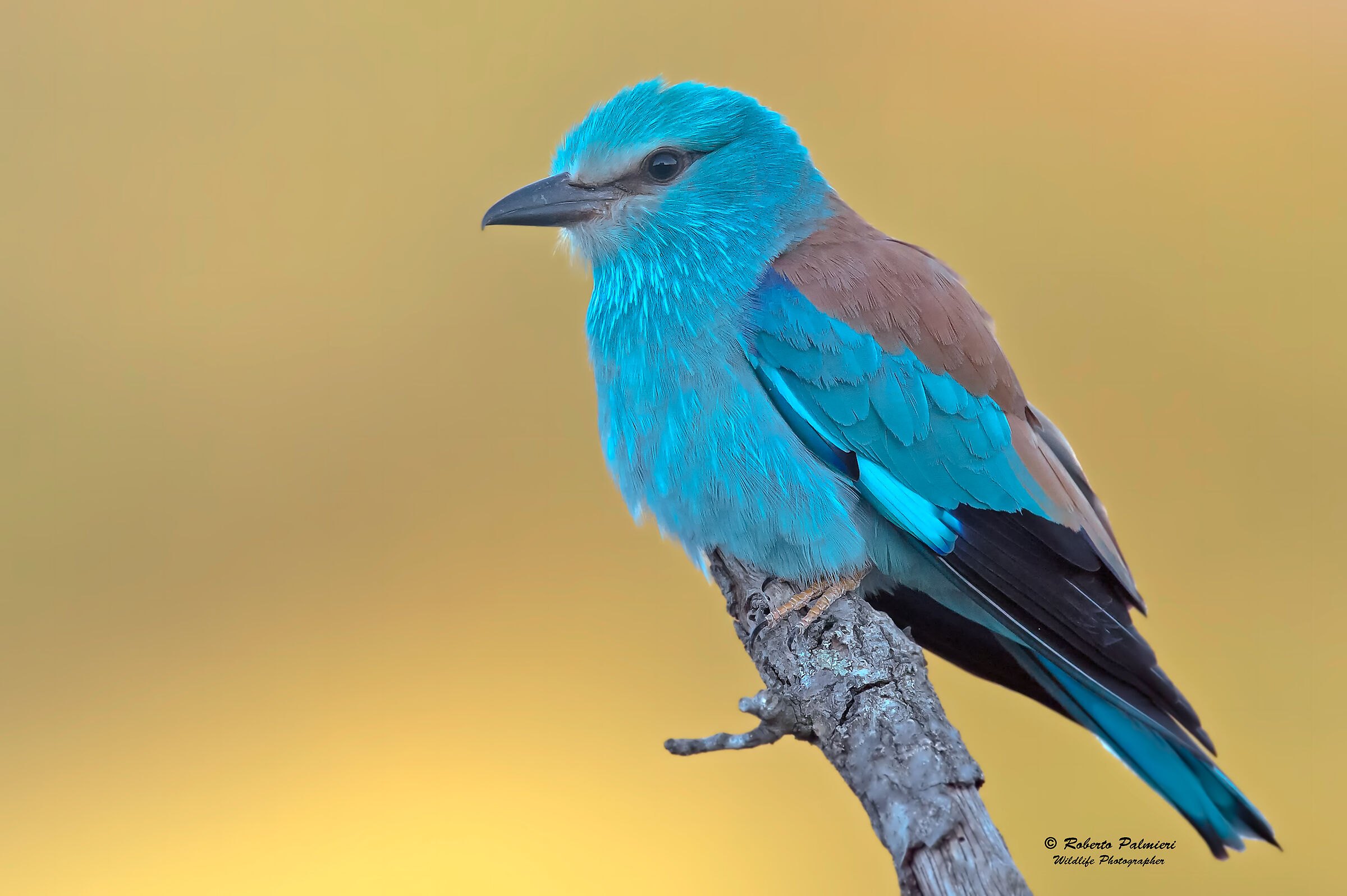 Sea jay