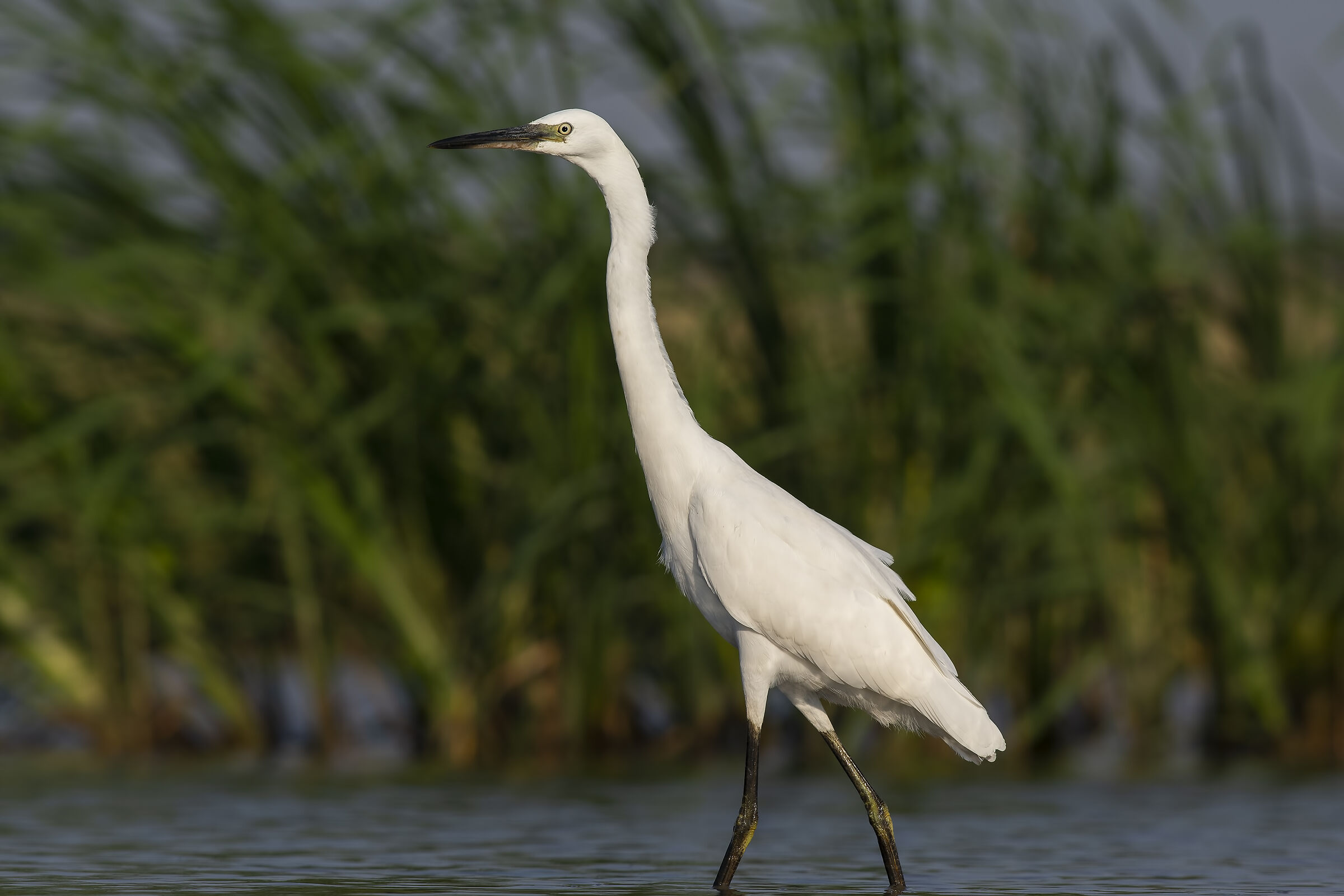 Piccolo Egret