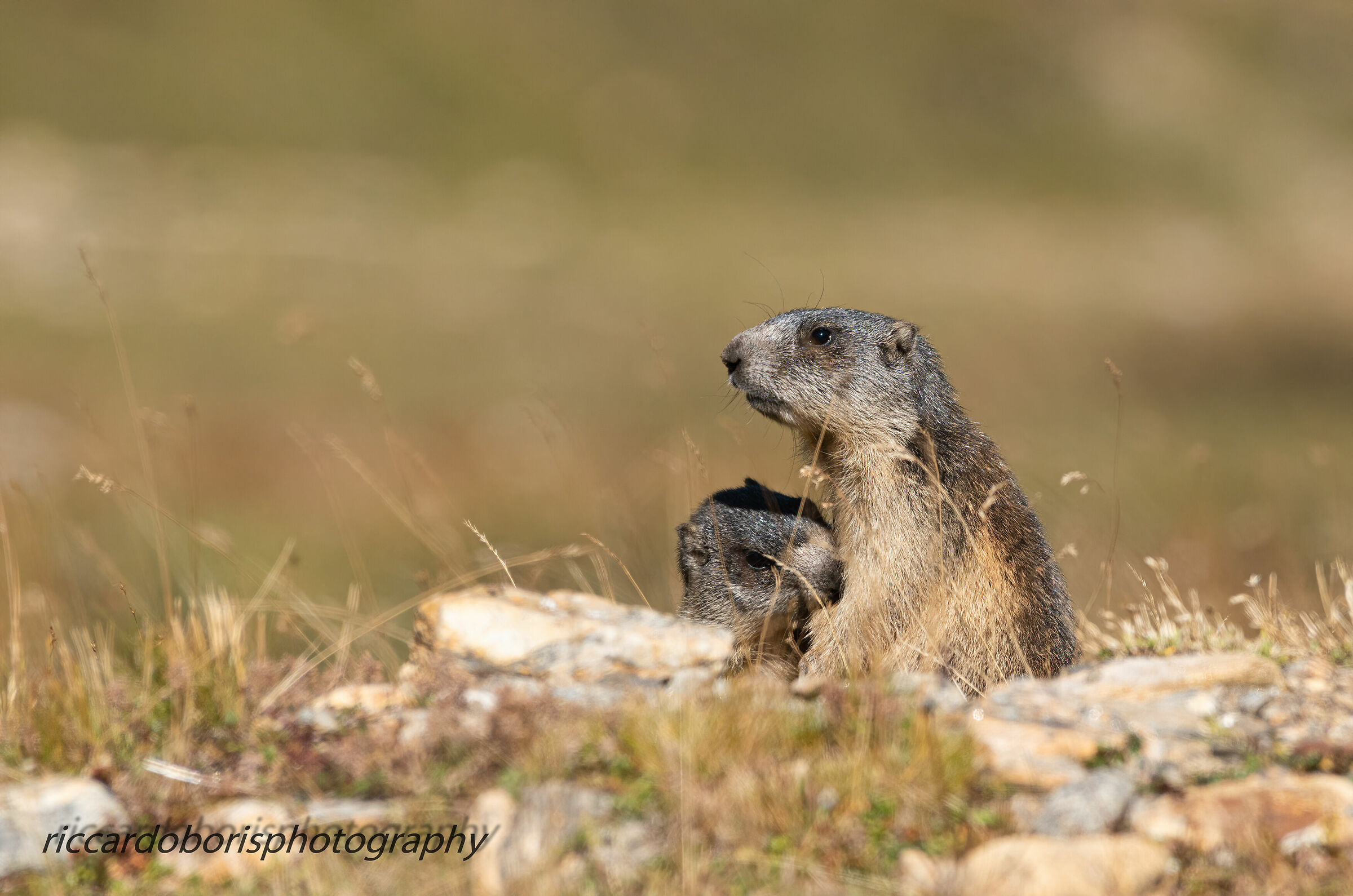 The Bettelmat marmots