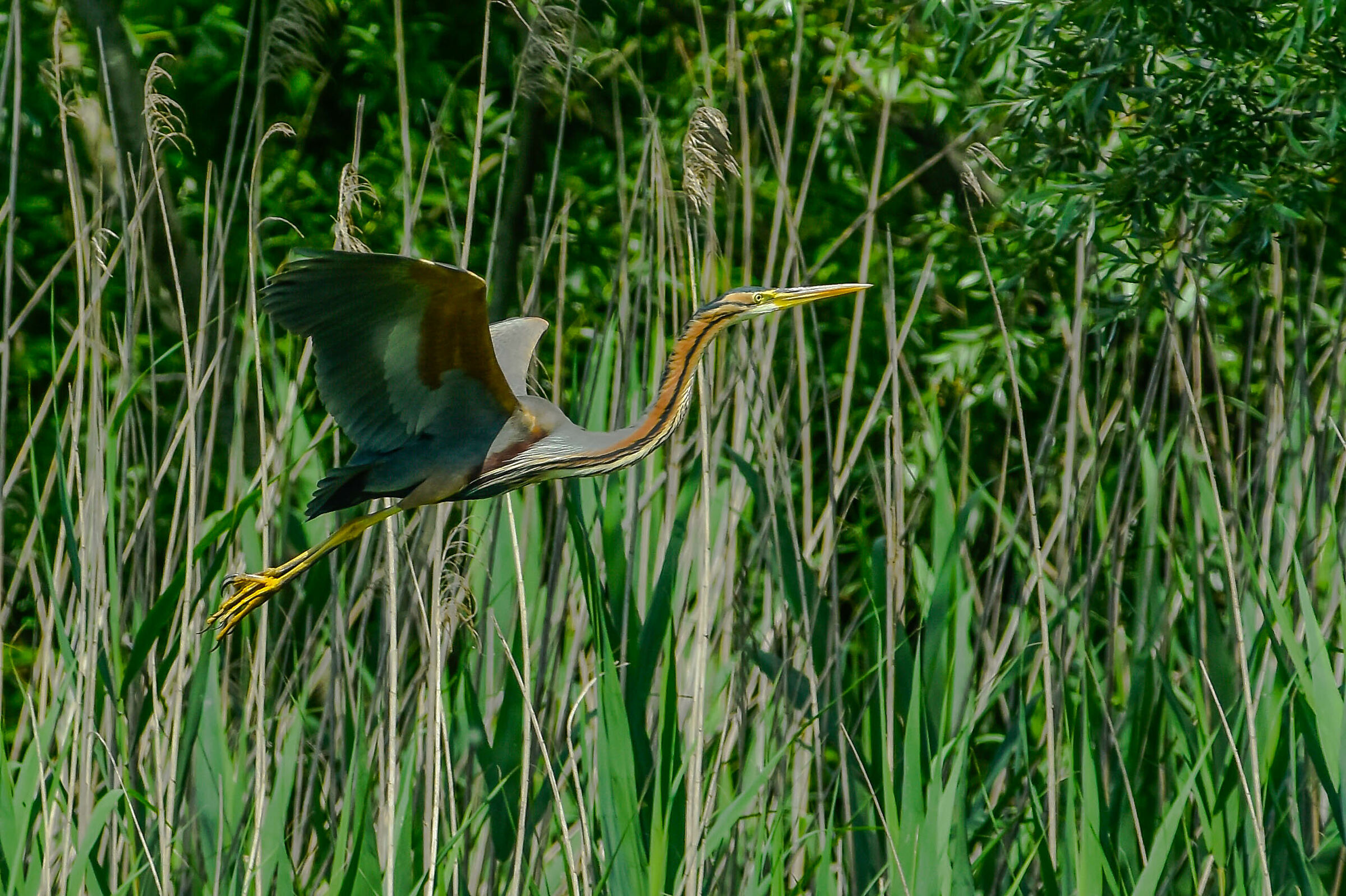 Red Heron
