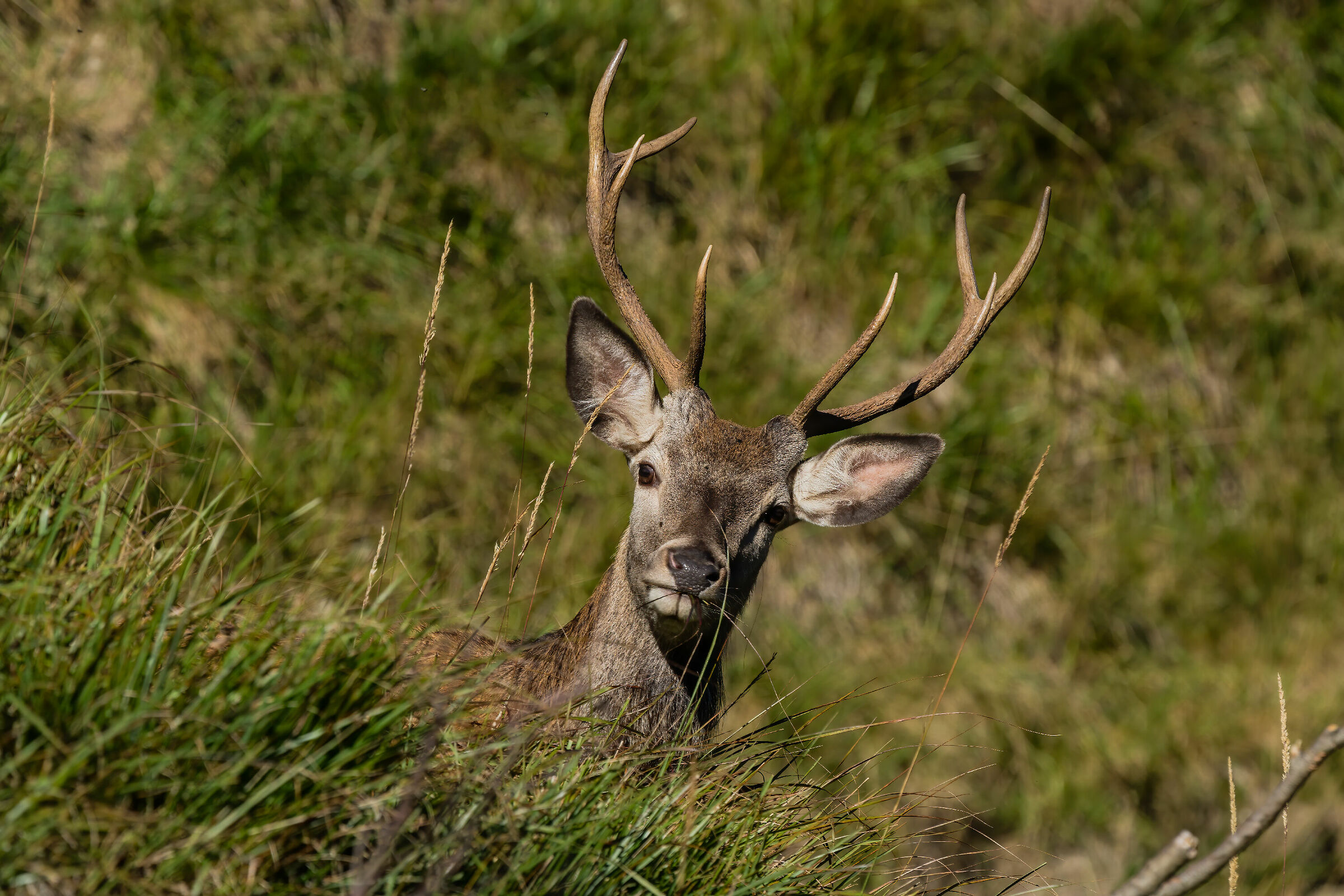 Cervo maschio giovane