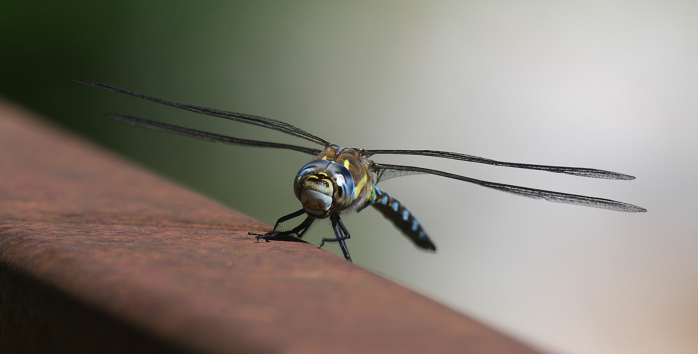 Dragonfly