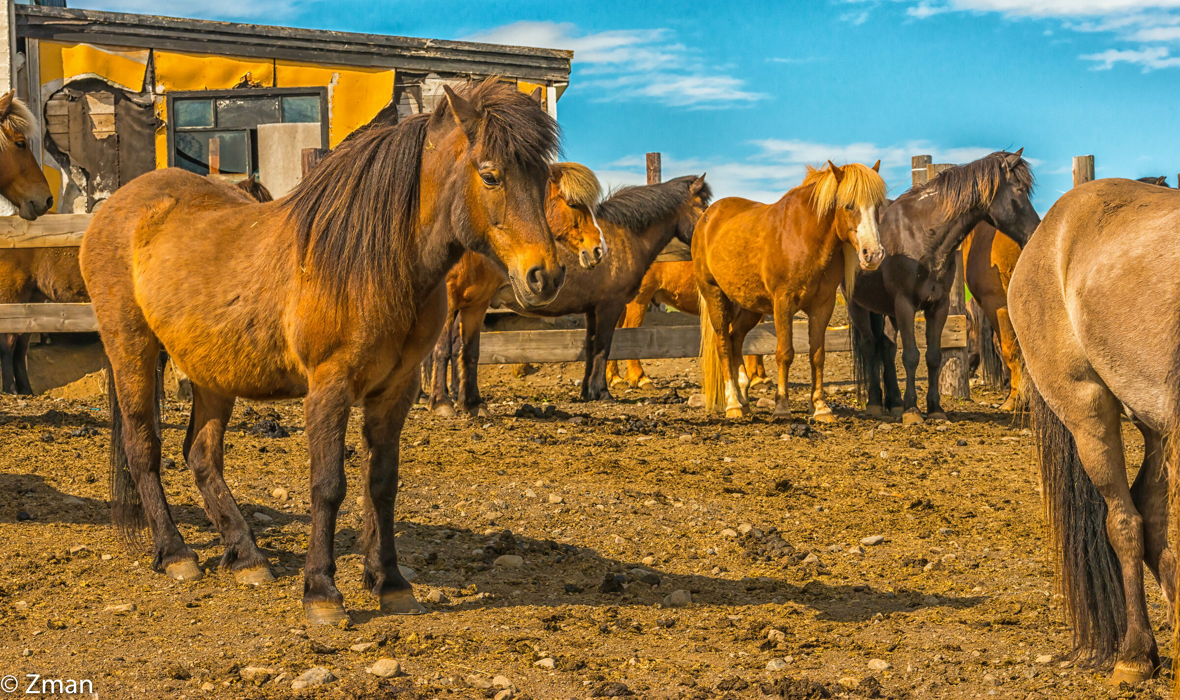 The Icelandic Horse