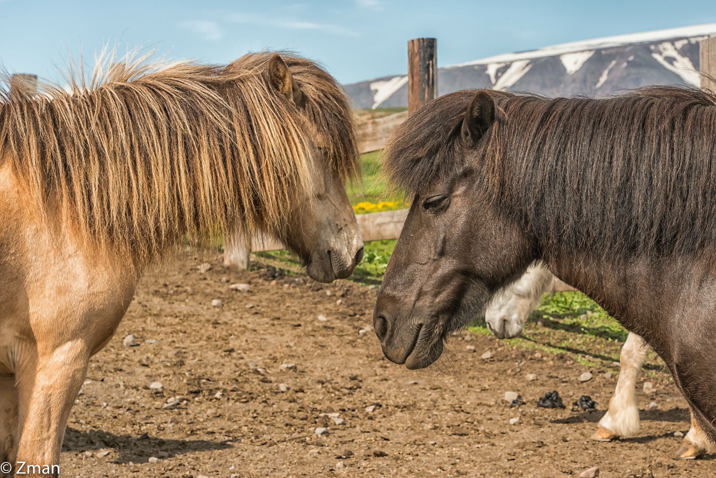 The Icelandic Horse