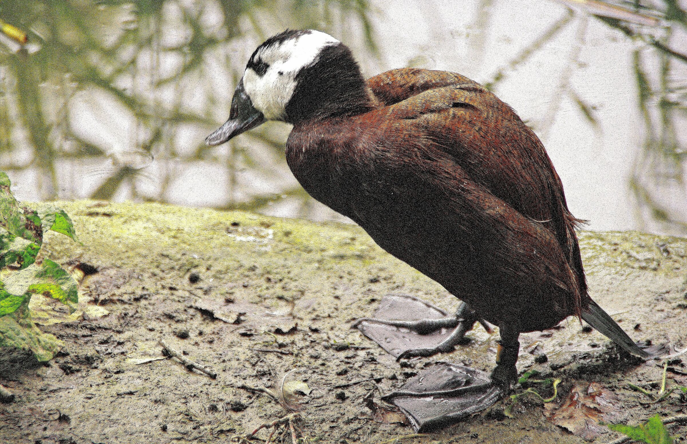 Gobbo ruggginoso fuori dall'acqua
