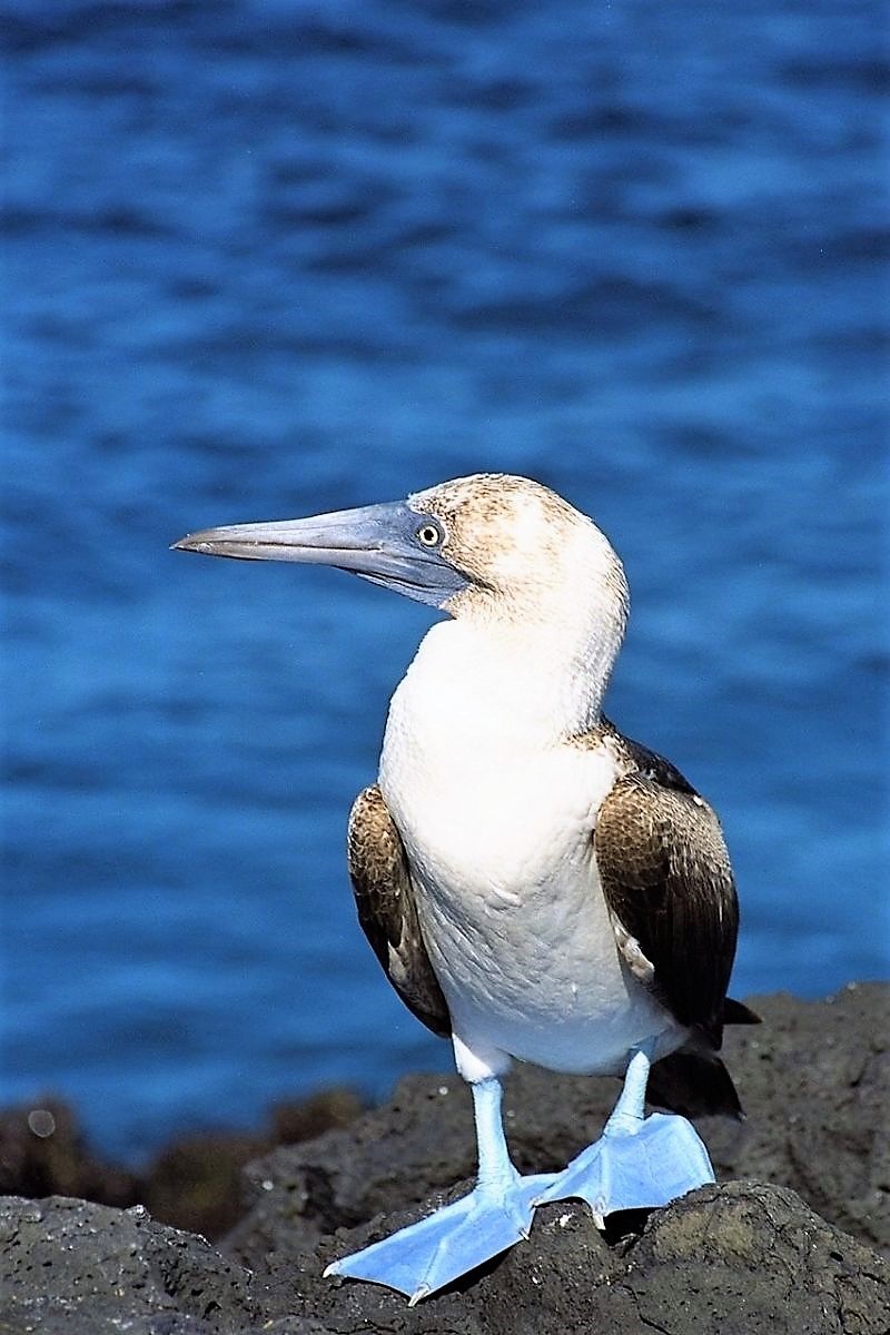 Sula dalle zampe blu