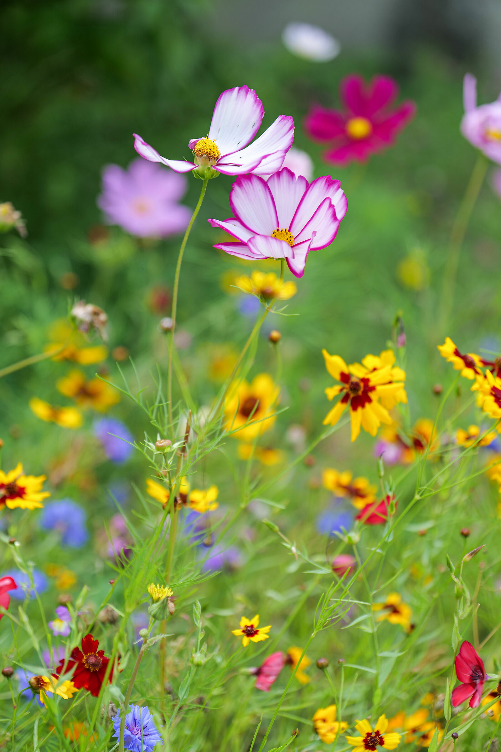 Flower meadow in Val Pusteria
