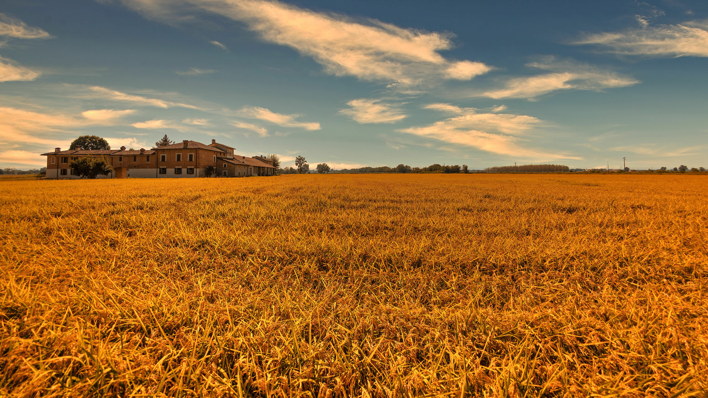 Il riso nasce nell'acqua e deve morire nel vino