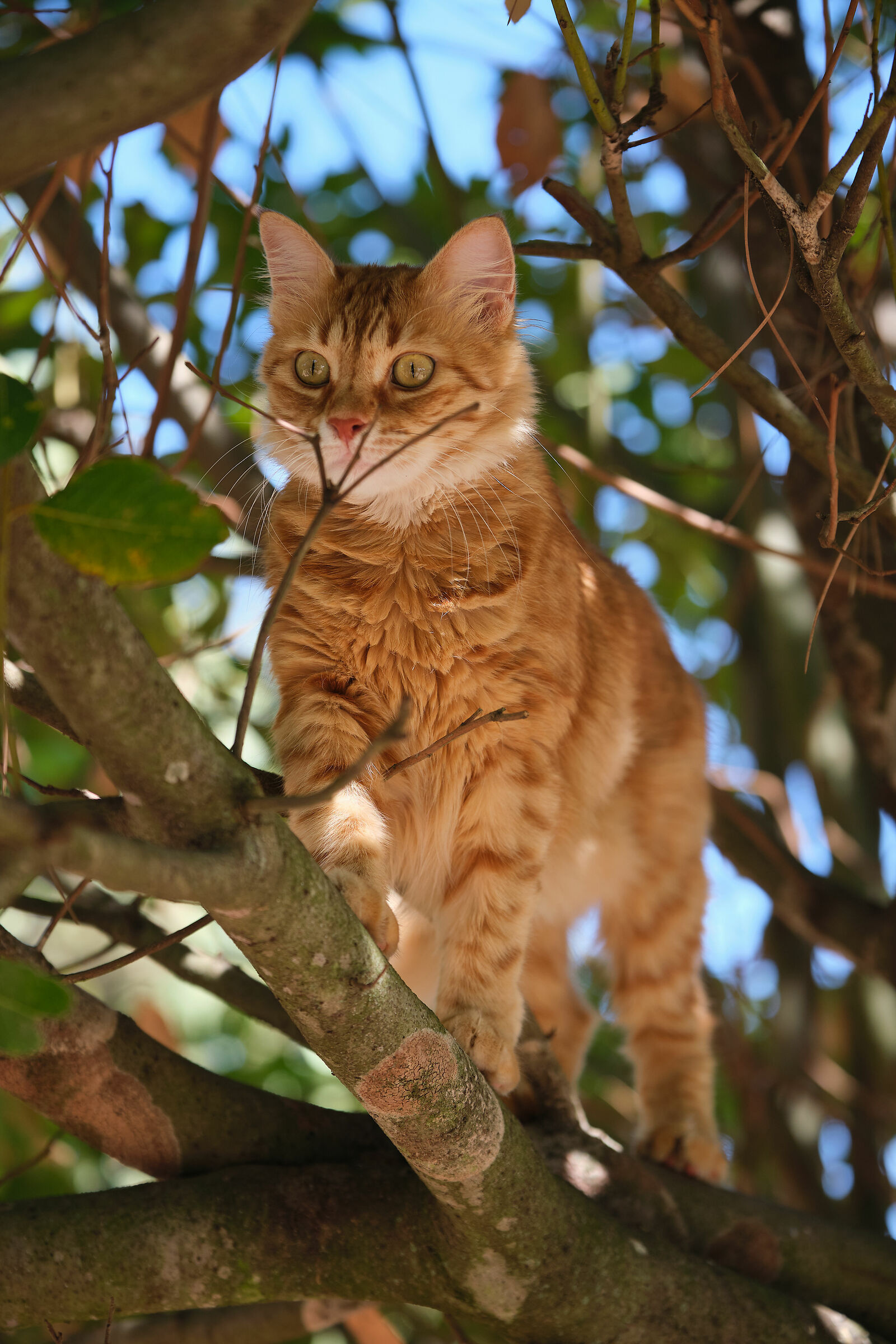 ...di fuori è una leonessa