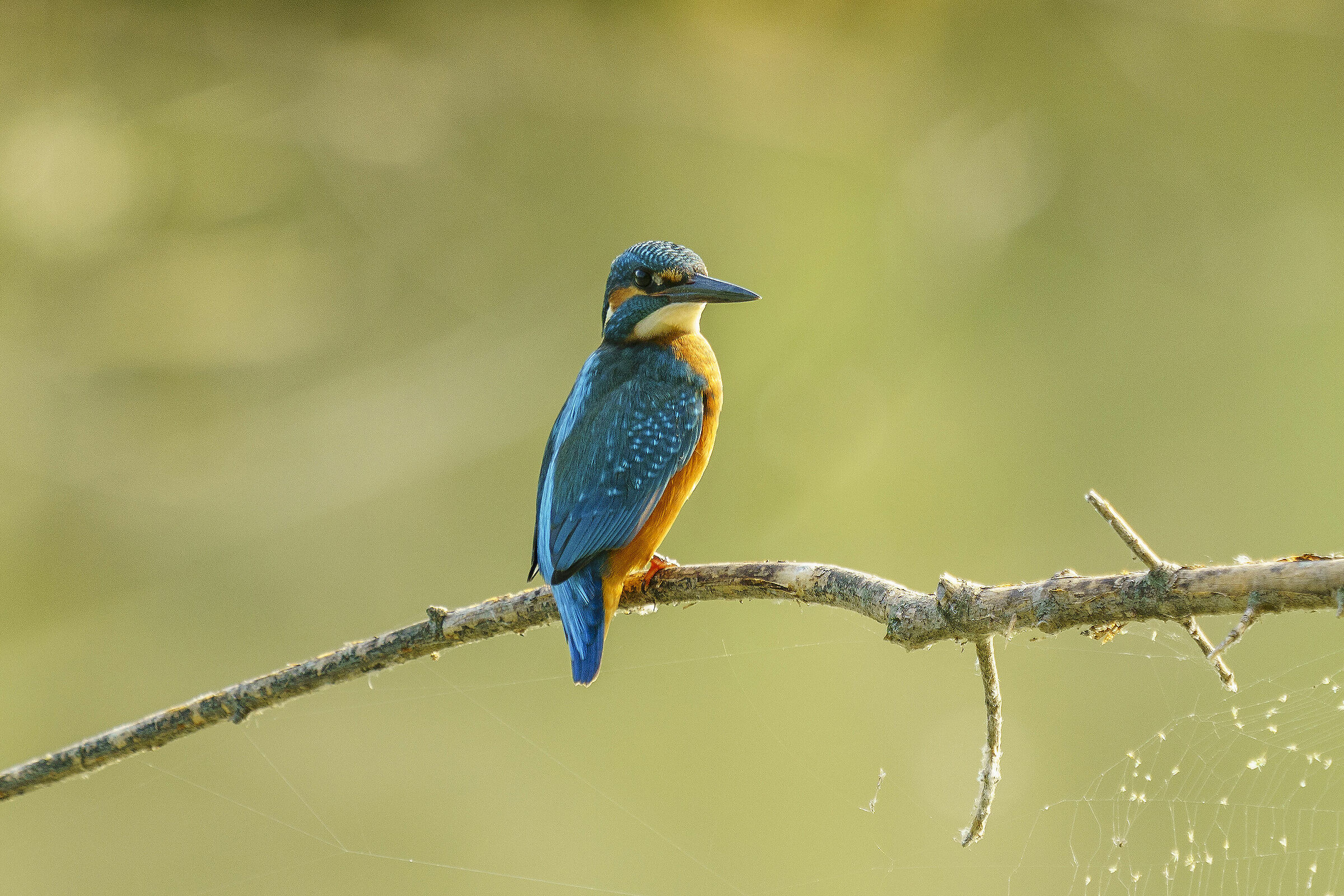 Kingfisher