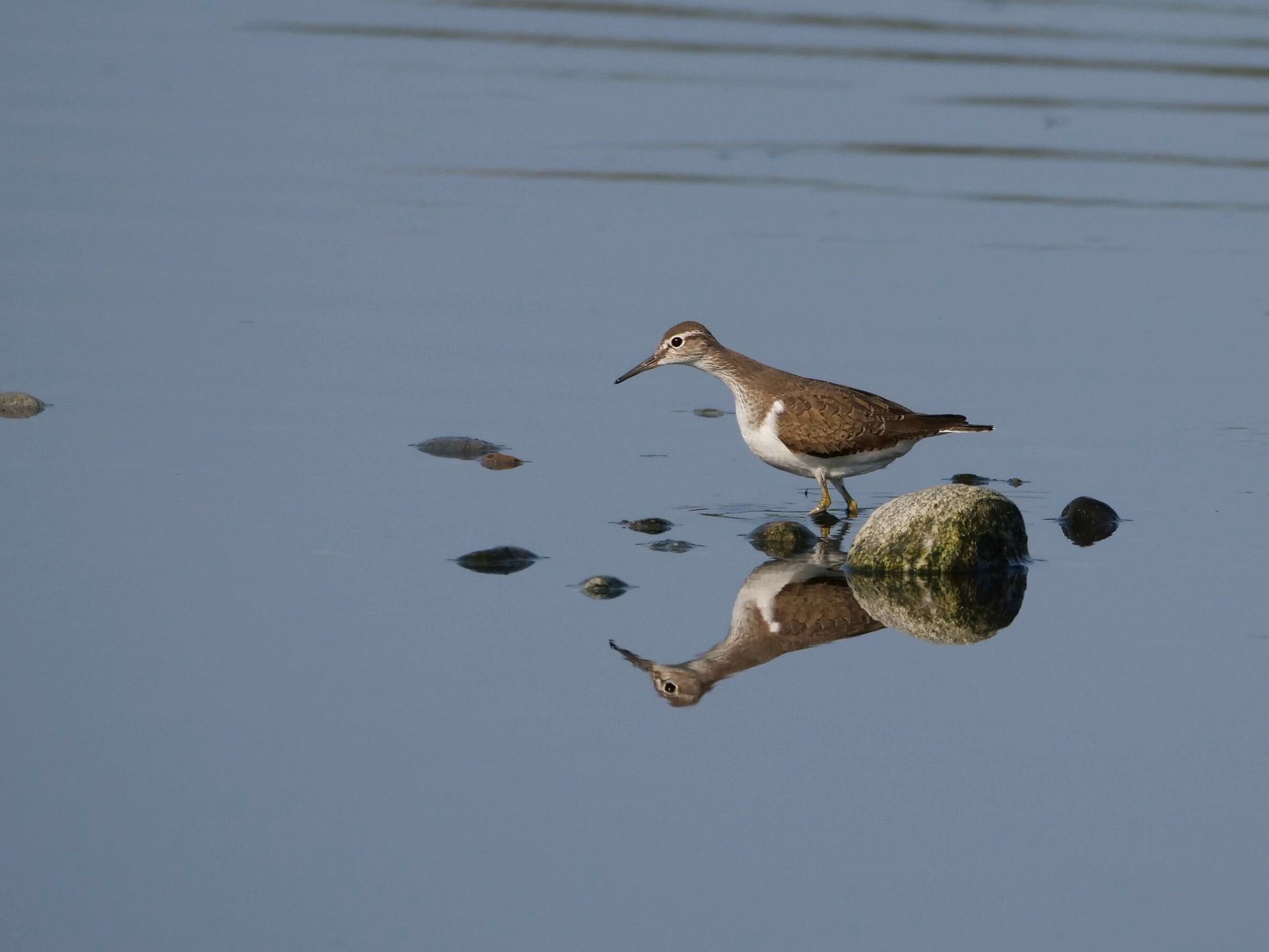 Pro piro piccolo (Actitis hypoleucos)