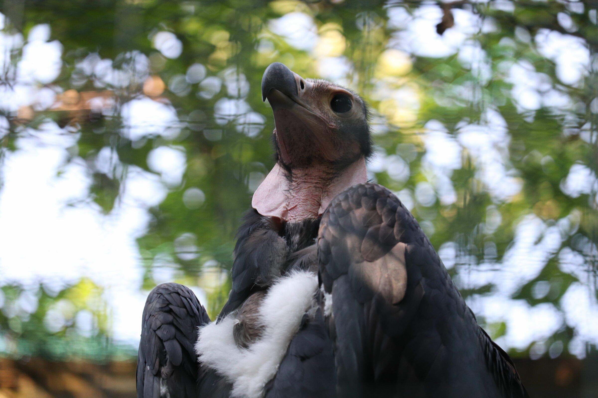 Vulture