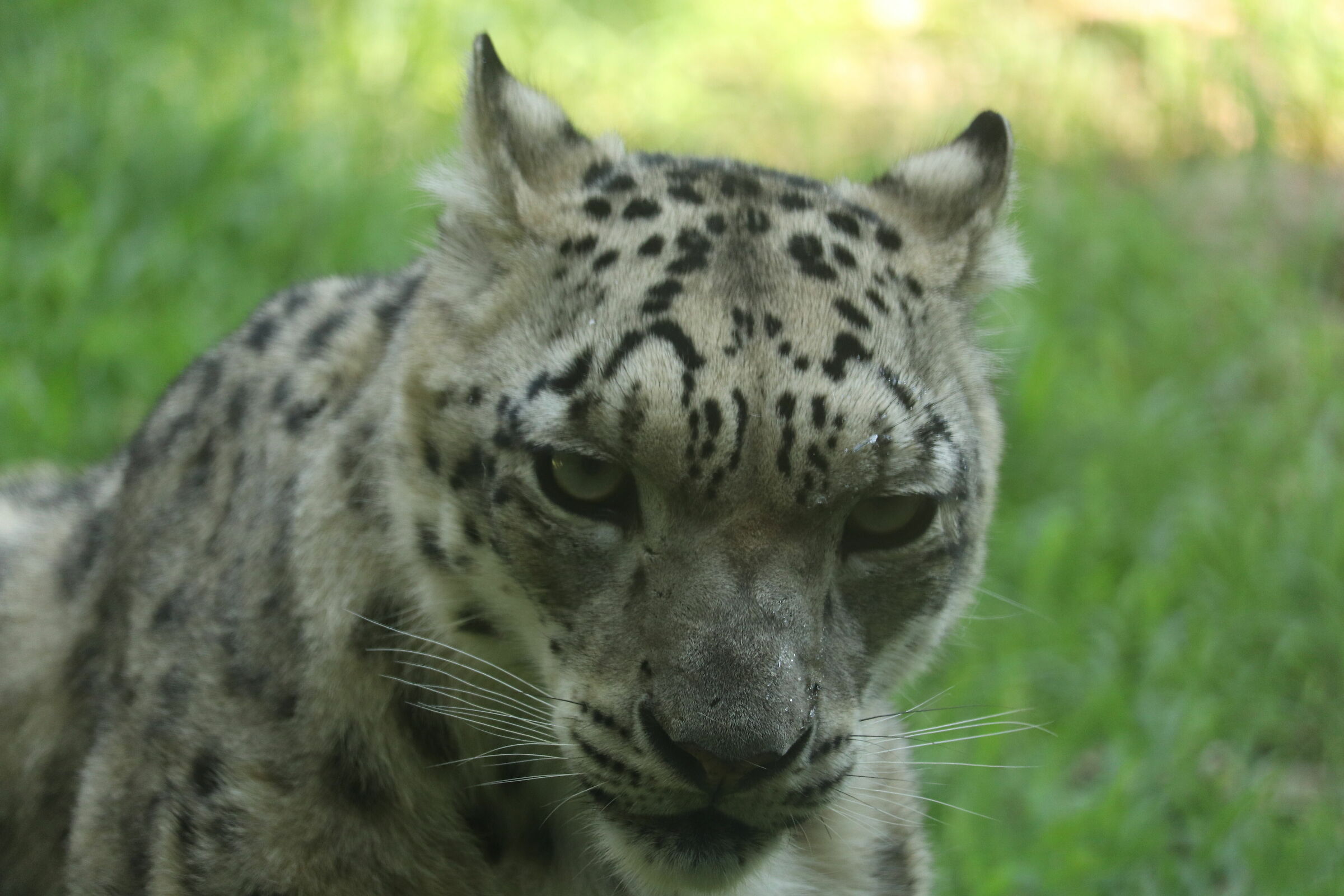 Snowcat
