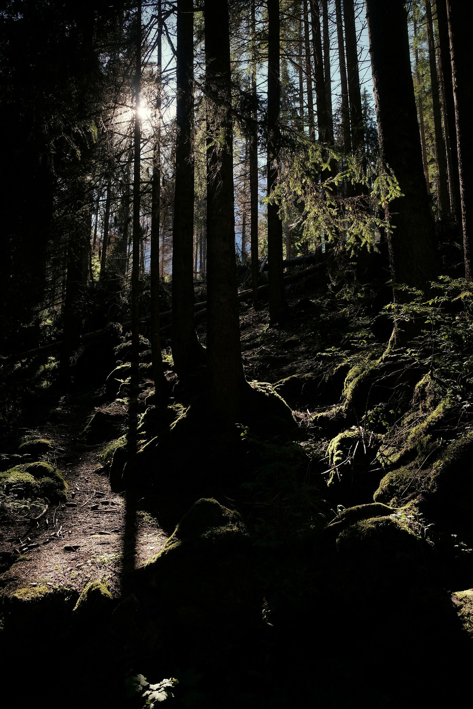 Camminando nel bosco, per perdersi un po'...